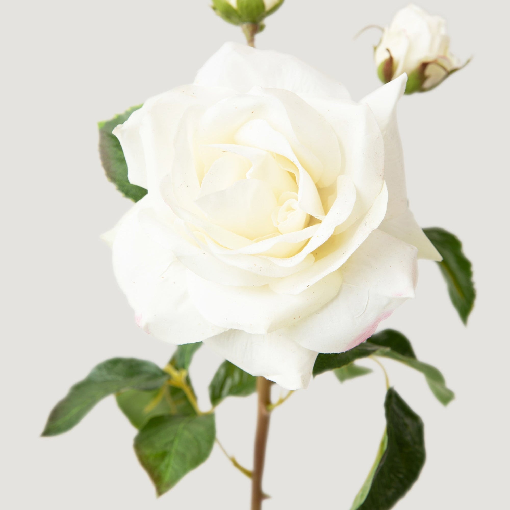 Cream White Real Touch Juliet English Rose - 22"