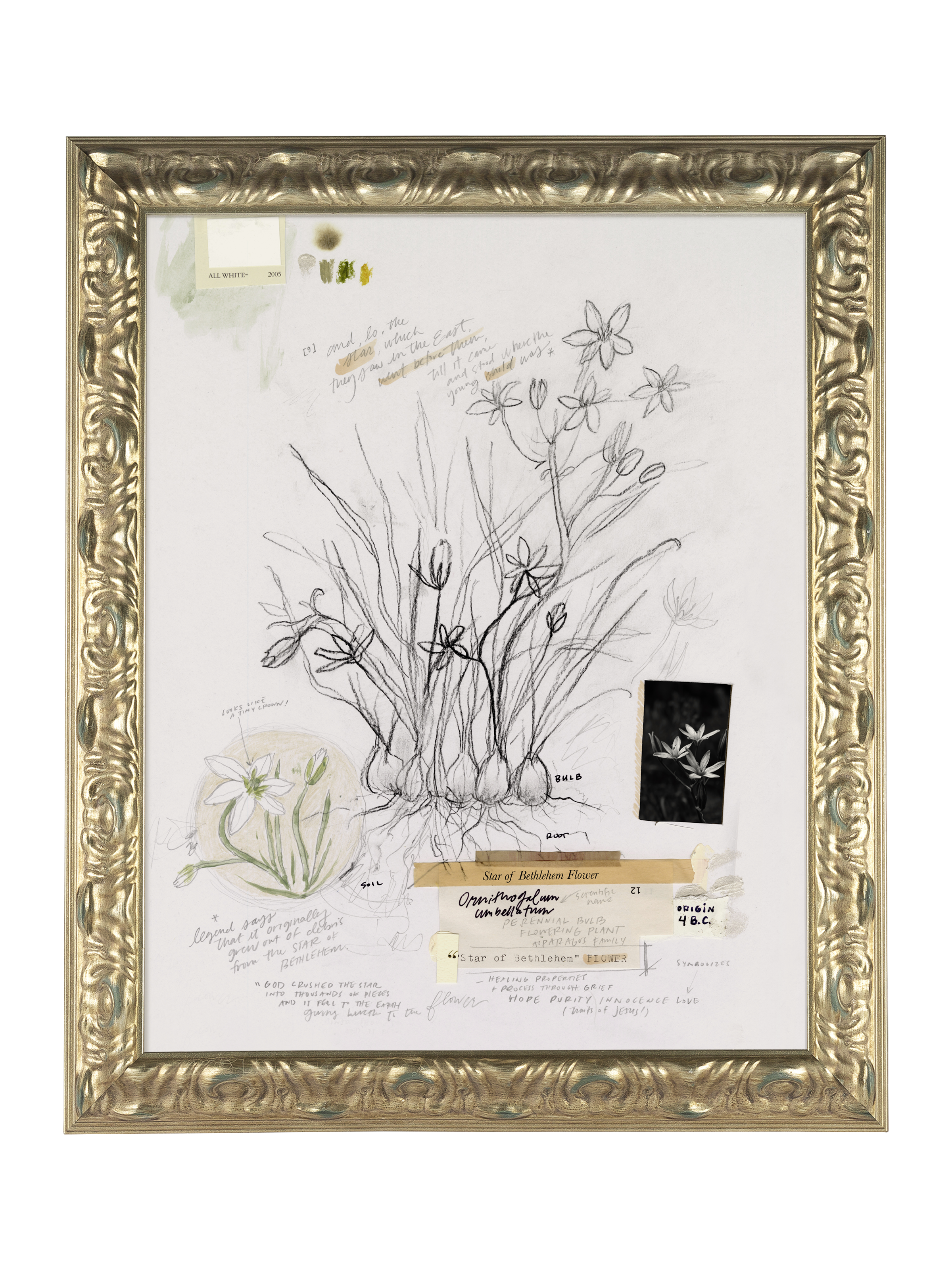 Star of Bethlehem Flower | Canvas