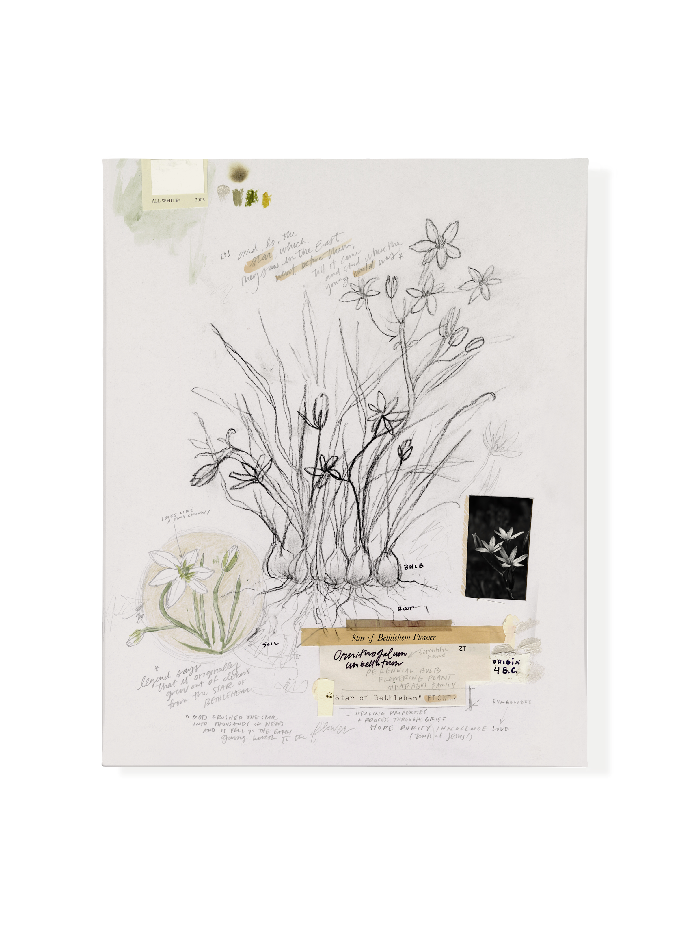 Star of Bethlehem Flower | Canvas