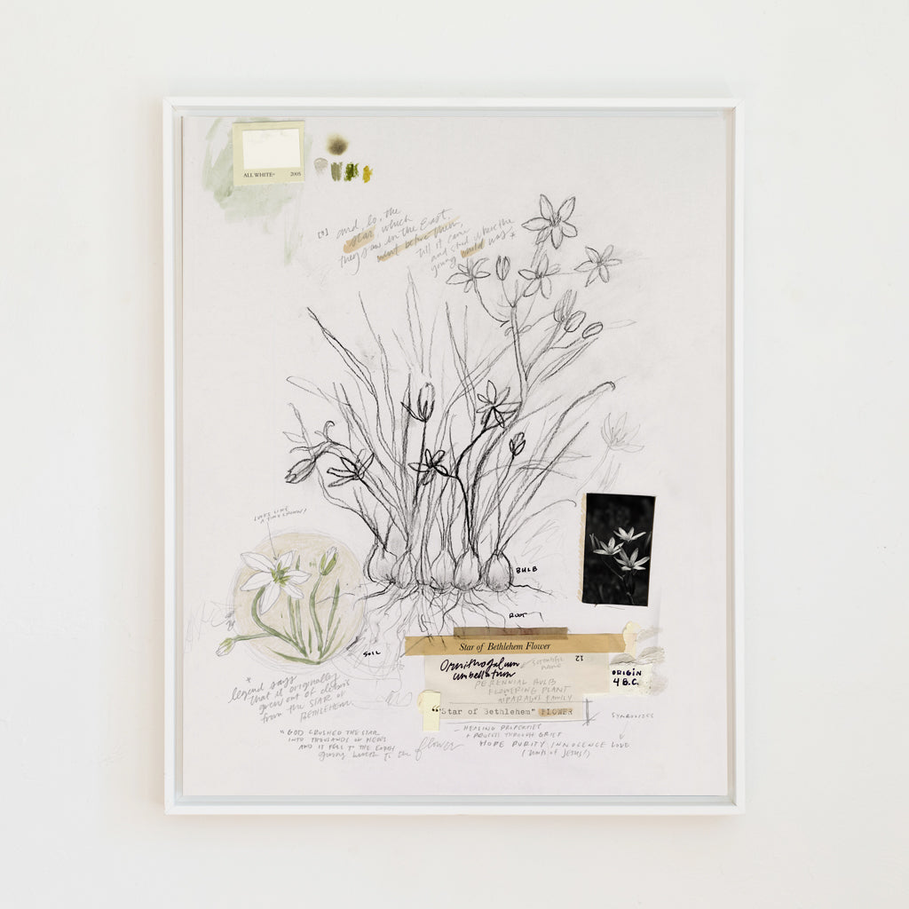 Star of Bethlehem Flower | Canvas