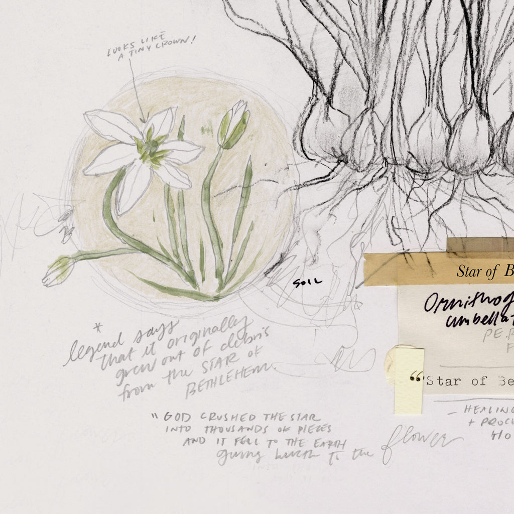 Star of Bethlehem Flower Canvas Wall Art