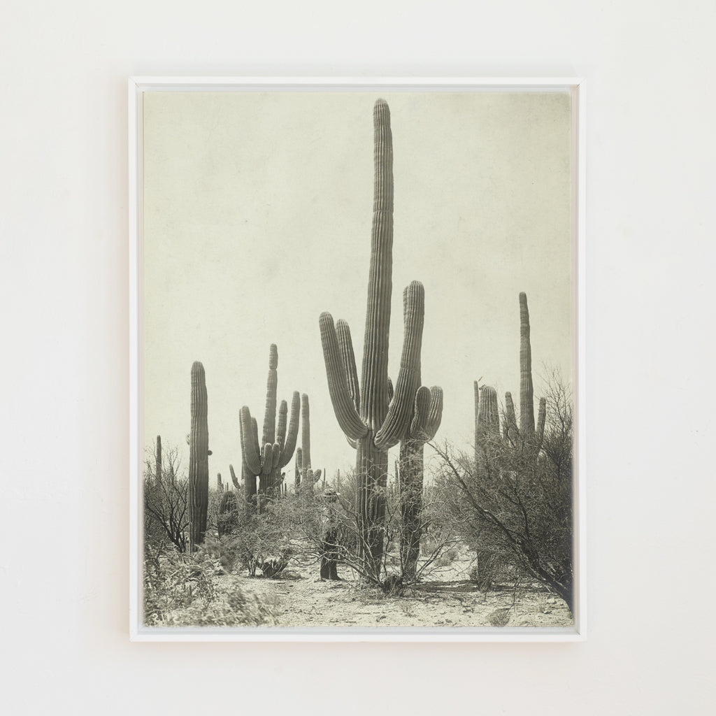 Cactus Photo Canvas Wall Art