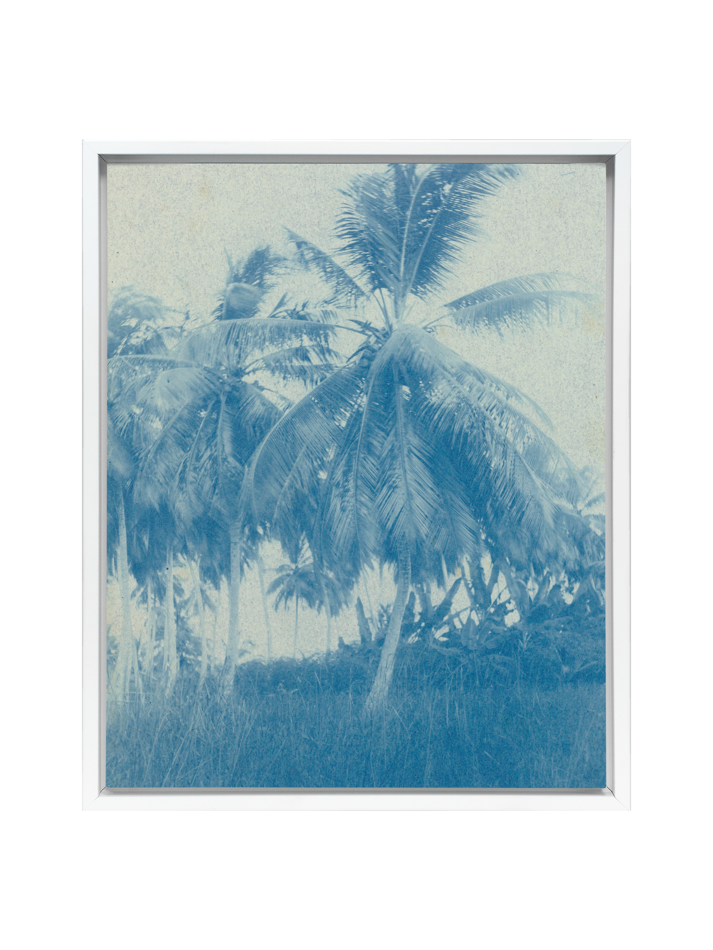 Cyanotype Palms | Canvas