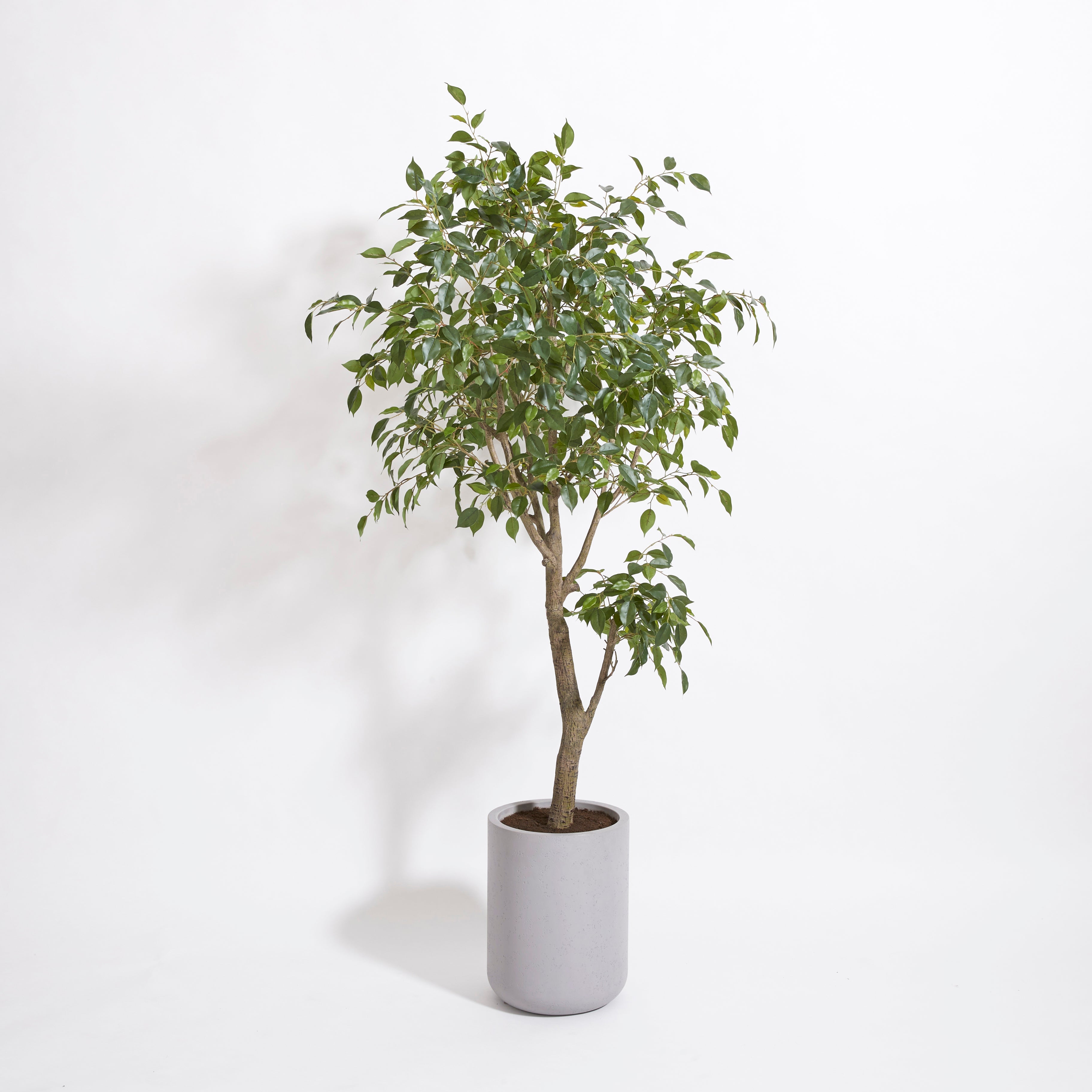 Artificial Ficus Tree with Artisan Planter