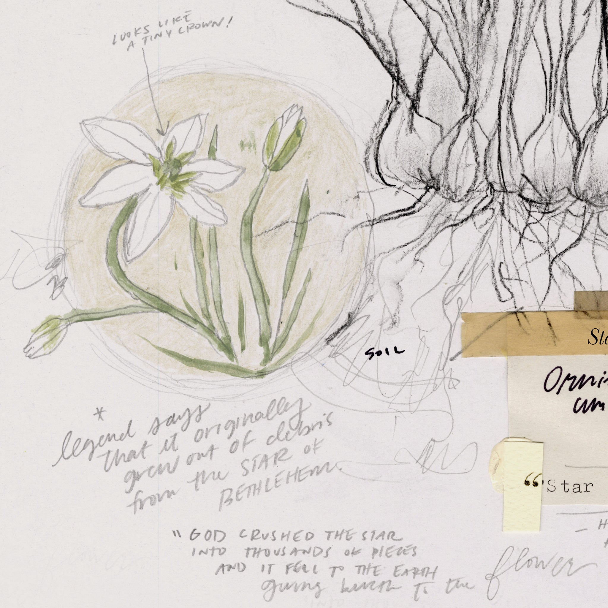 Star of Bethlehem Flower | Art Print