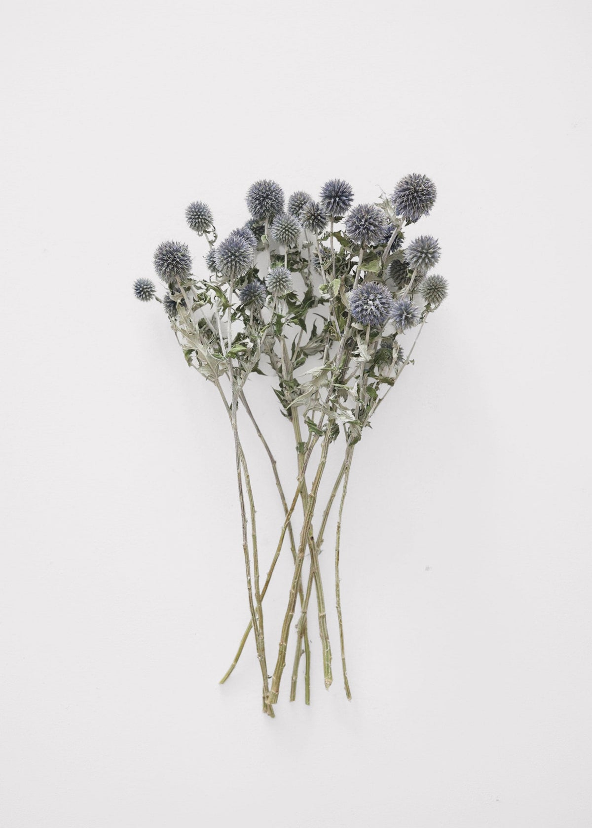 Blue Dried Echinops Globe Thistles - 16-22"
