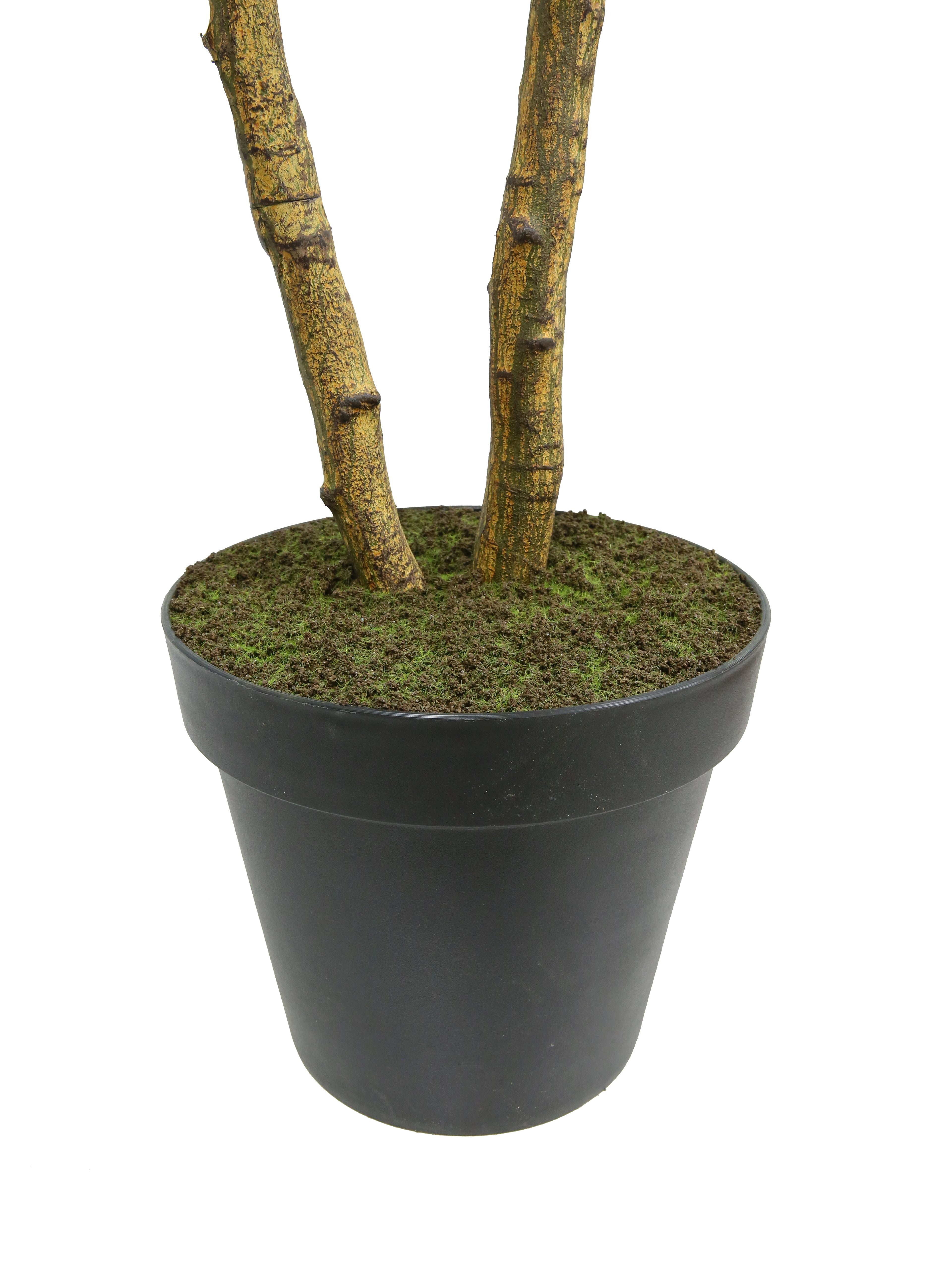 7' Citrus Lemon Tree