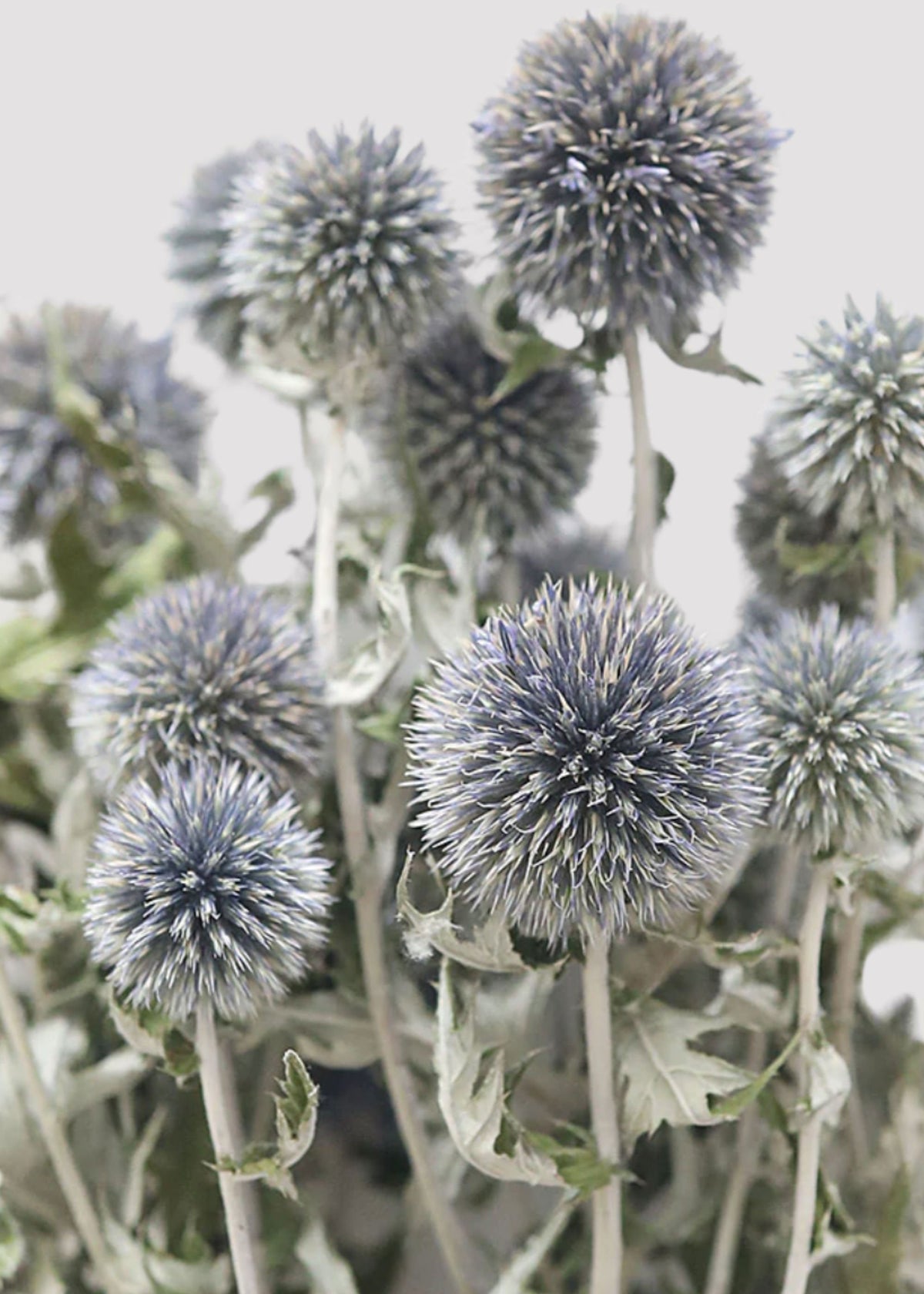 Blue Dried Echinops Globe Thistles - 16-22"