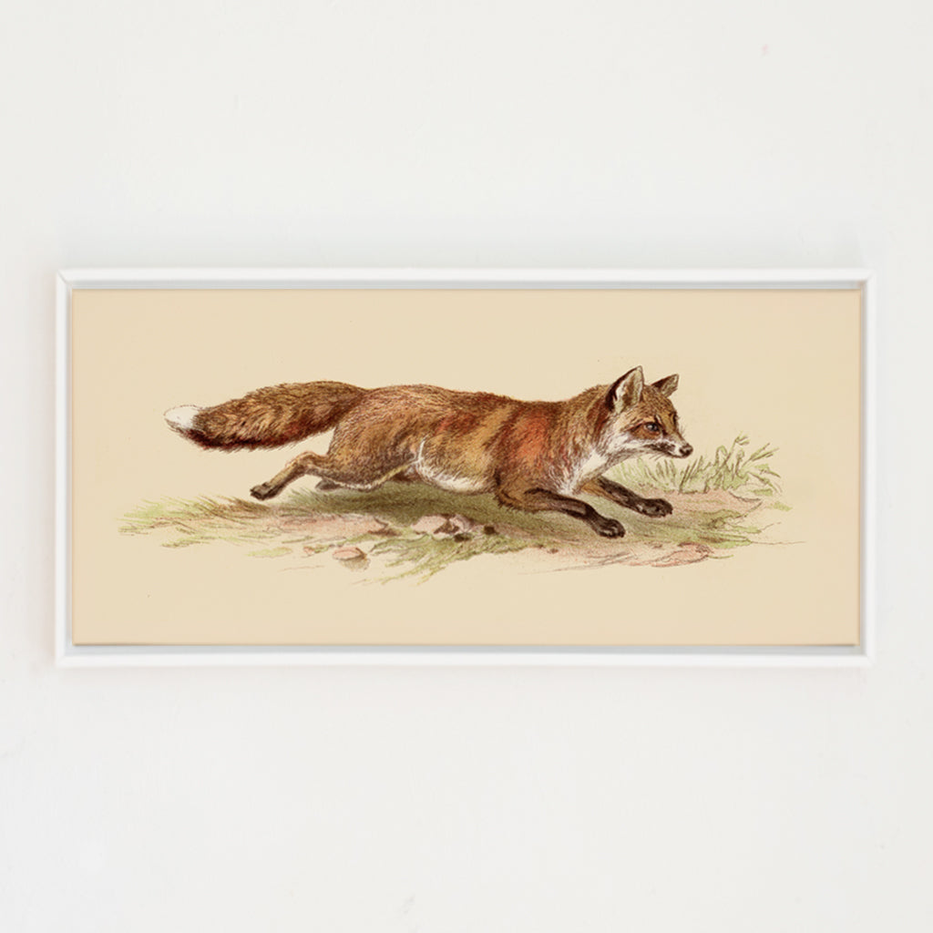 Foxy on the Run | Canvas