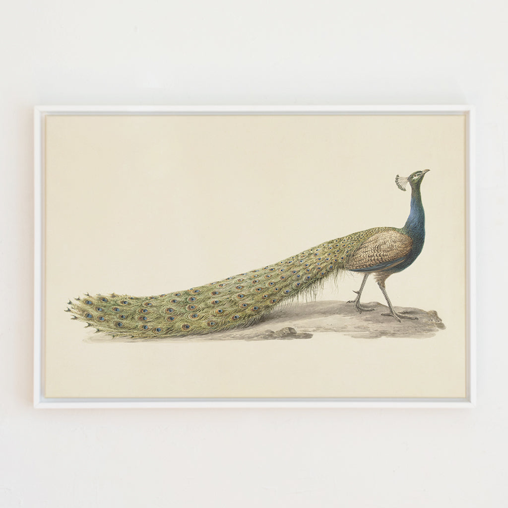 Mr. Peacock Canvas Wall Art