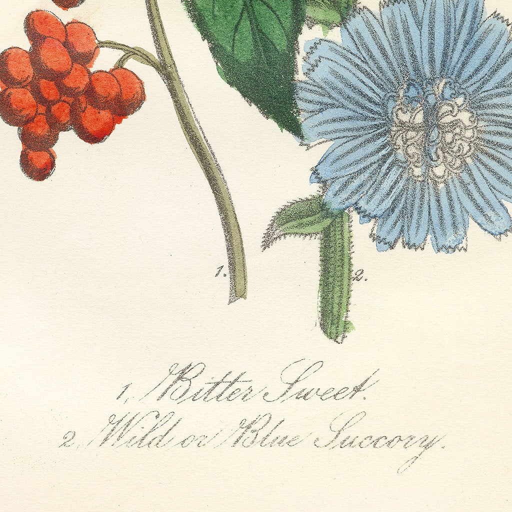 Bittersweet & Wild Chicory | Art Print