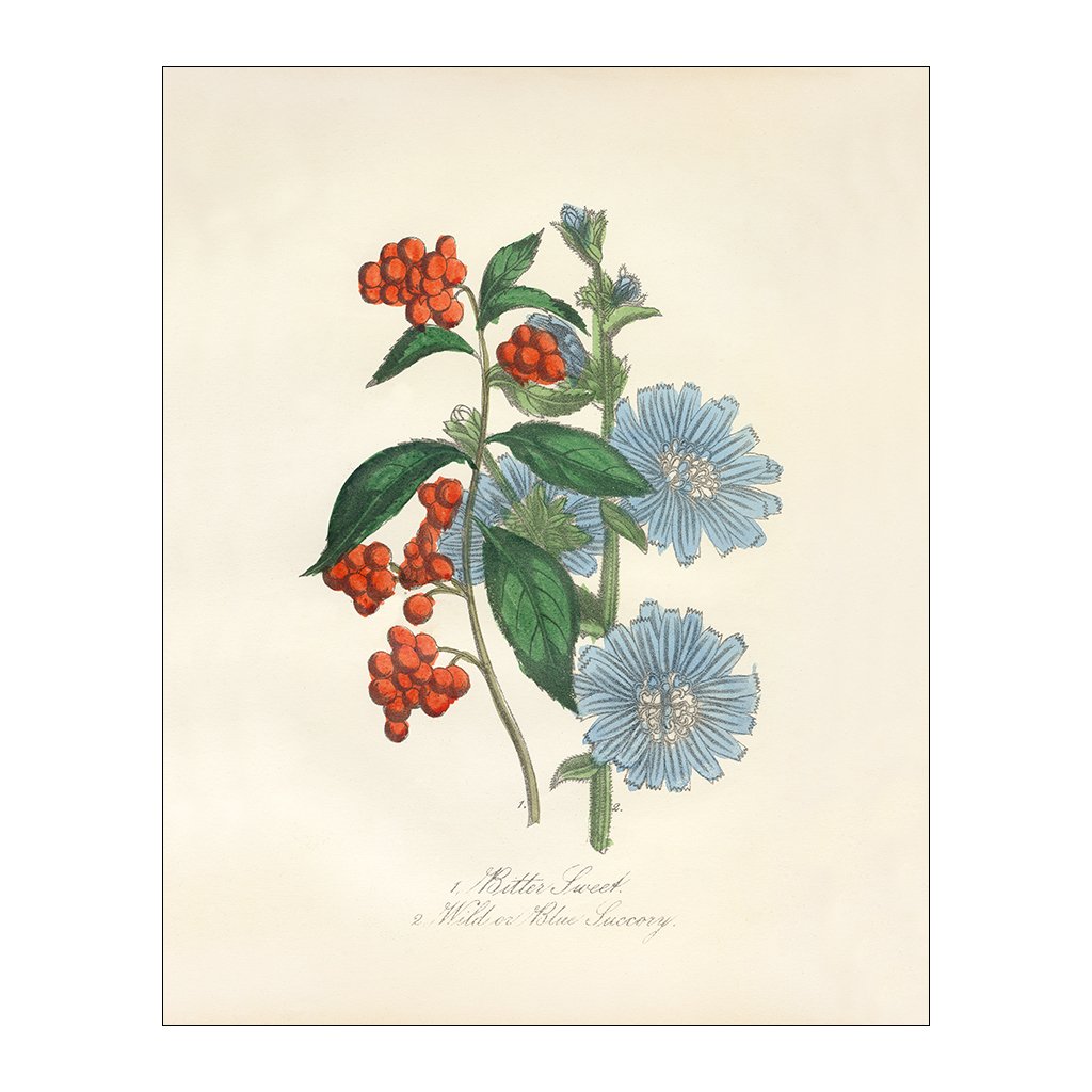 Bittersweet & Wild Chicory | Canvas