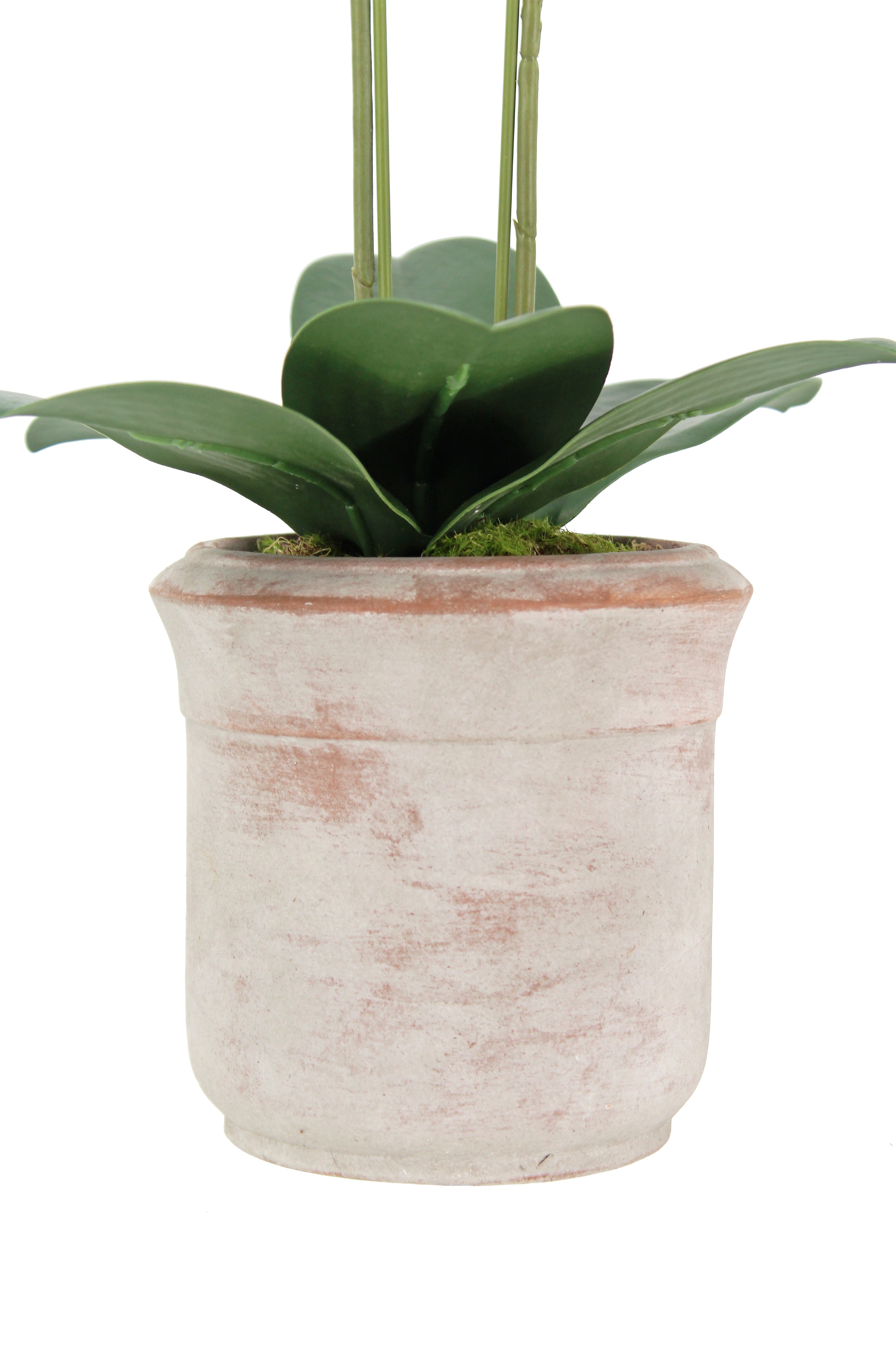 Artificial 2-Stem Phalaenopsis White Orchid