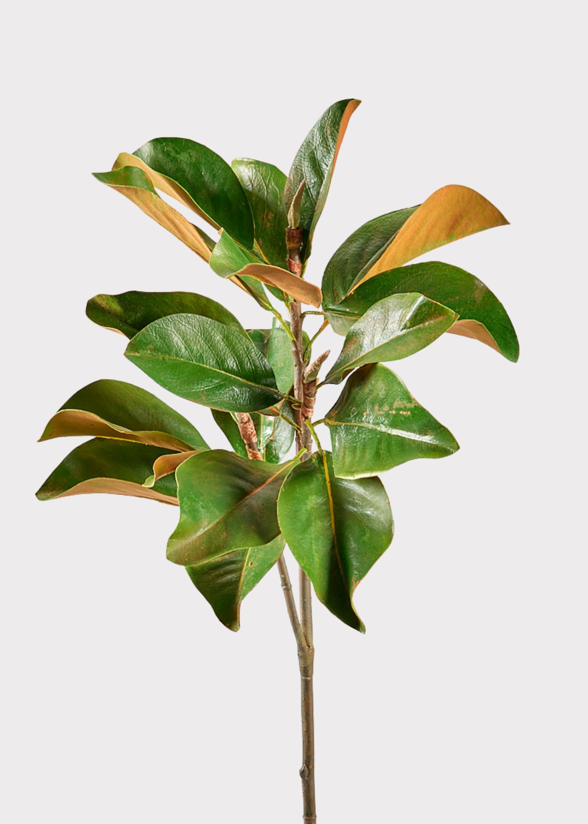 Faux Magnolia Leaf Branch - 41"