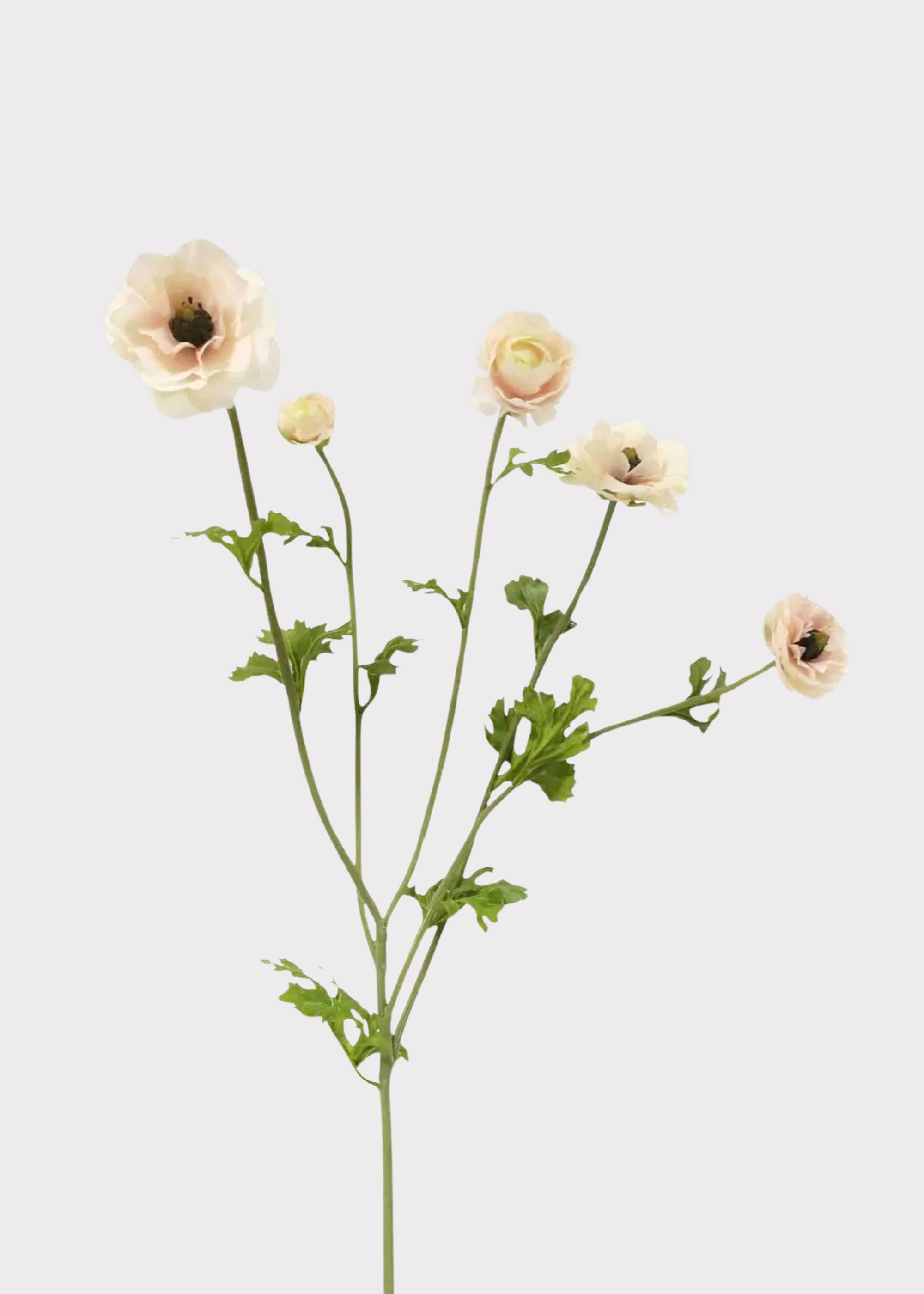 Light Cream Faux Ranunculus Flowers - 37.5"