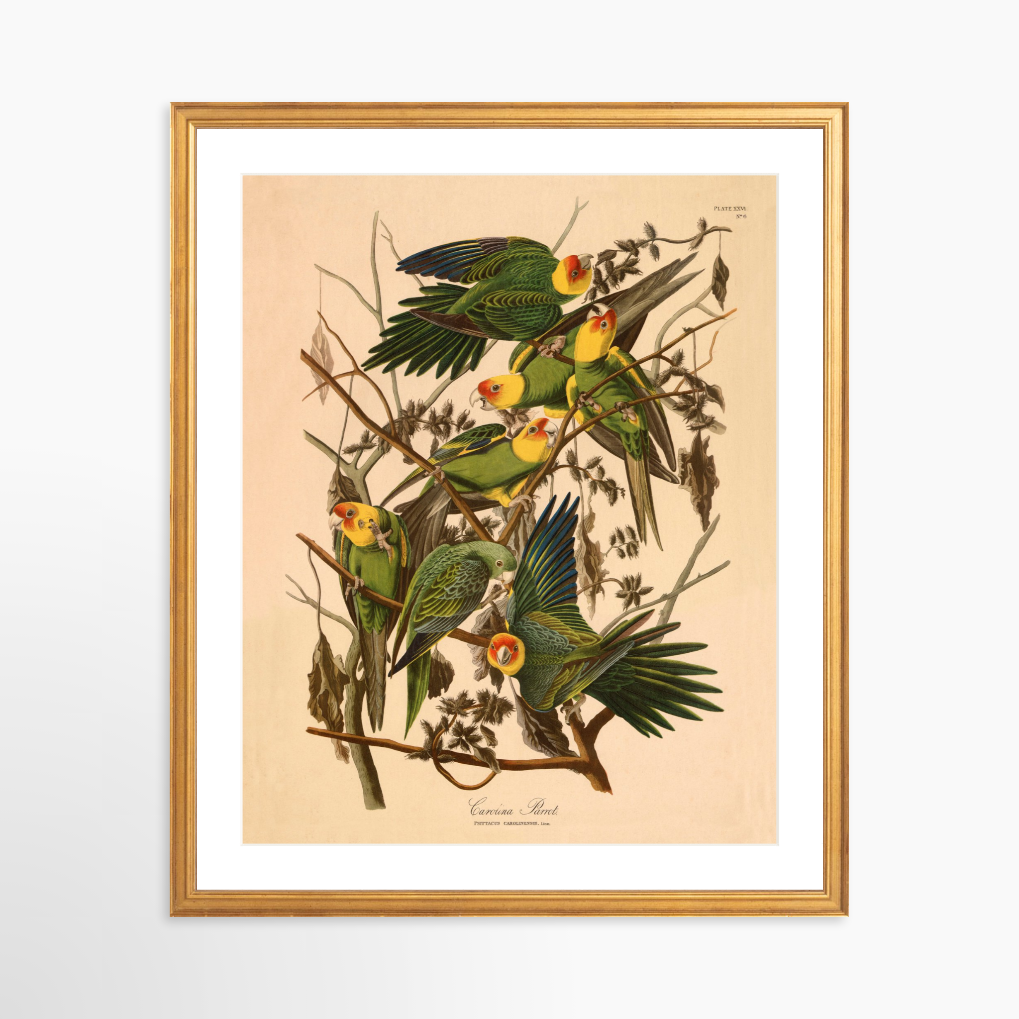 16x20 / Certificate Gold Frame + White Mat