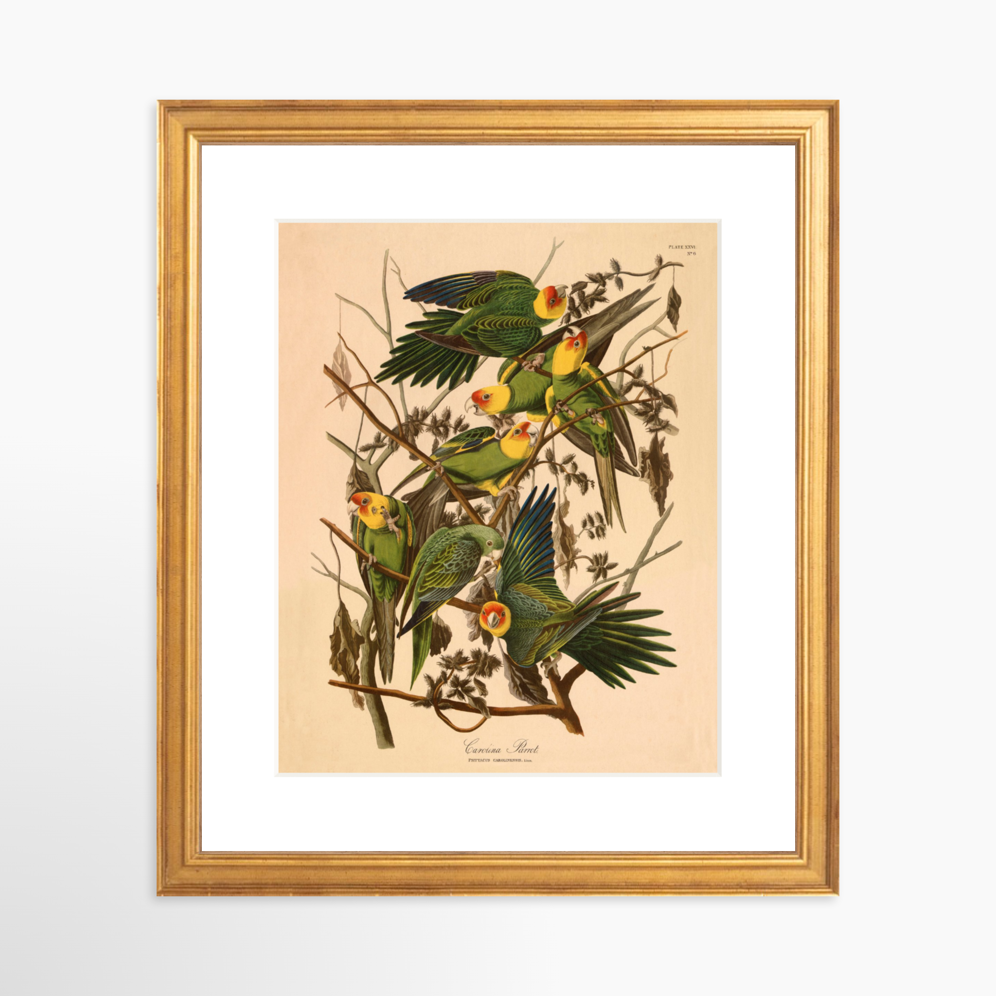 8x10 / Certificate Gold Frame + White Mat