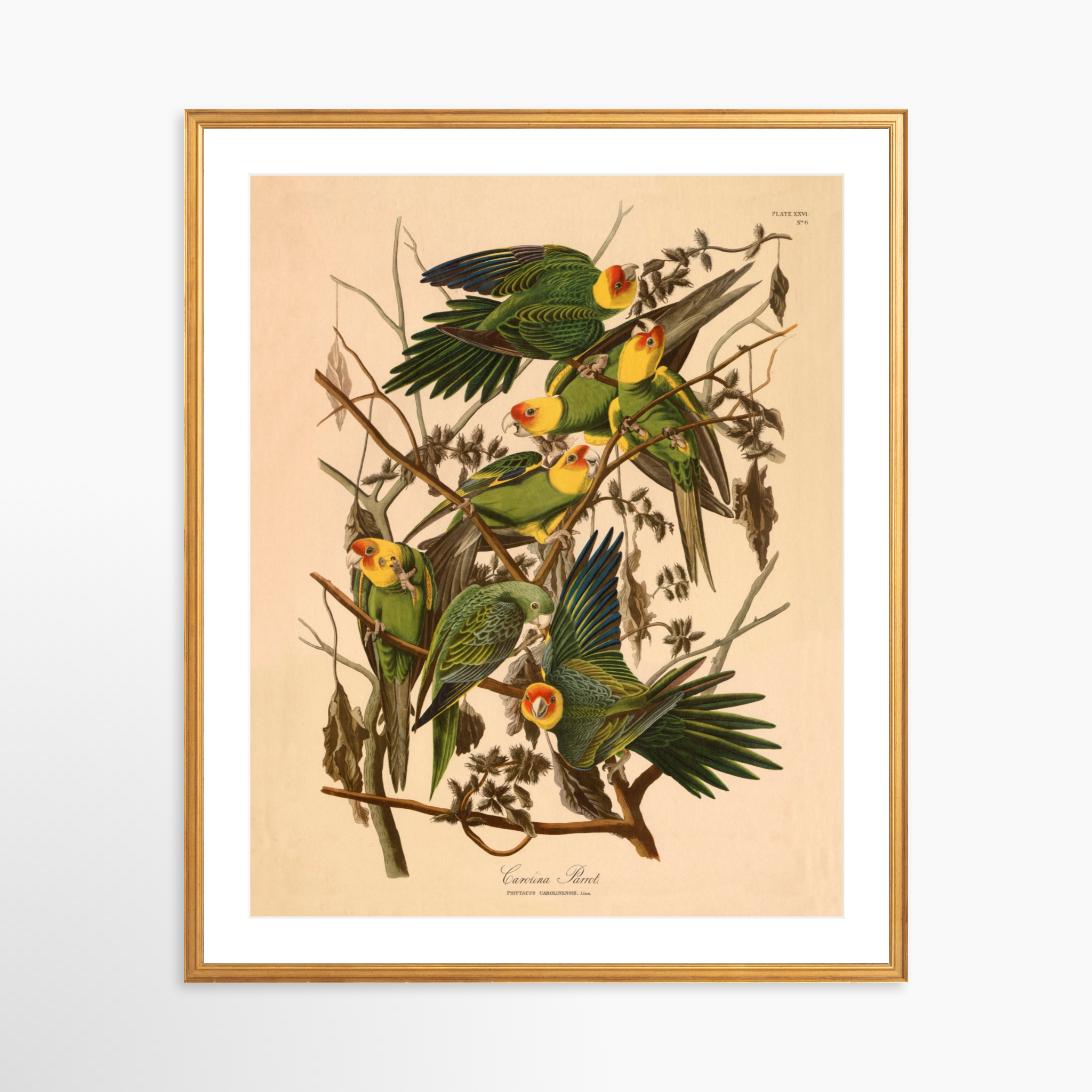 24x30 / Certificate Gold Frame + White Mat