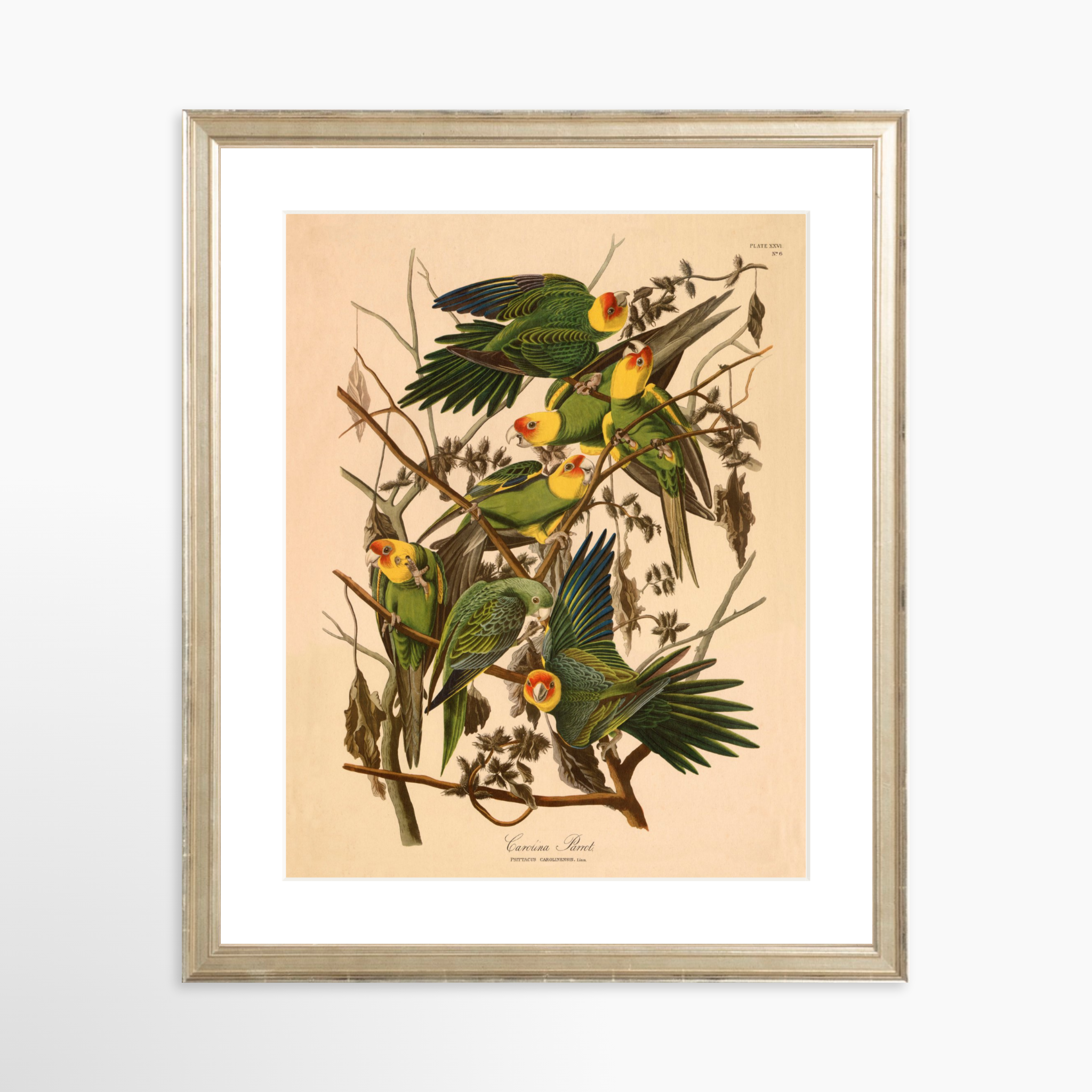 11x14 / Certificate Silver Frame + White Mat