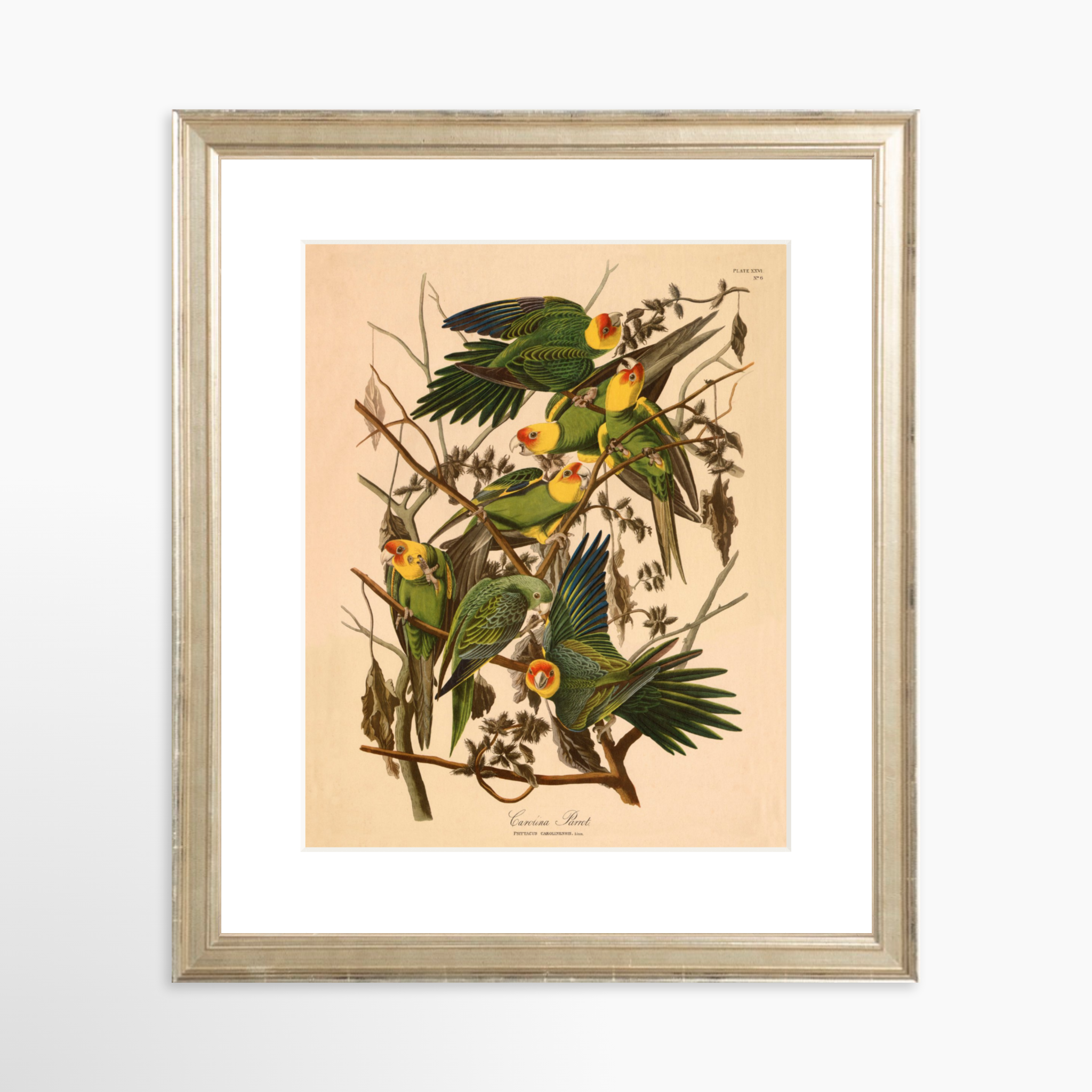 8x10 / Certificate Silver Frame + White Mat