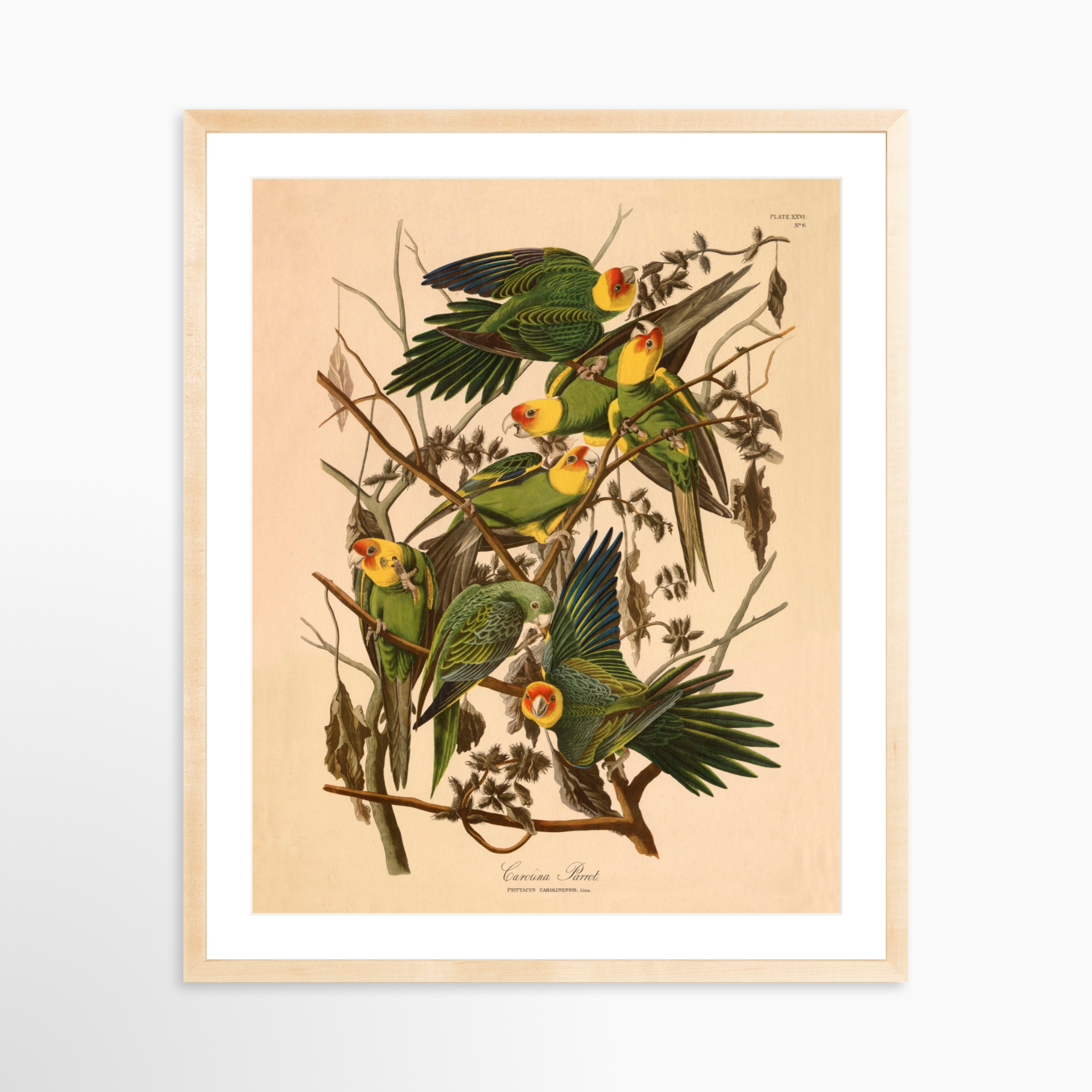 24x30 / Natural Frame + White Mat