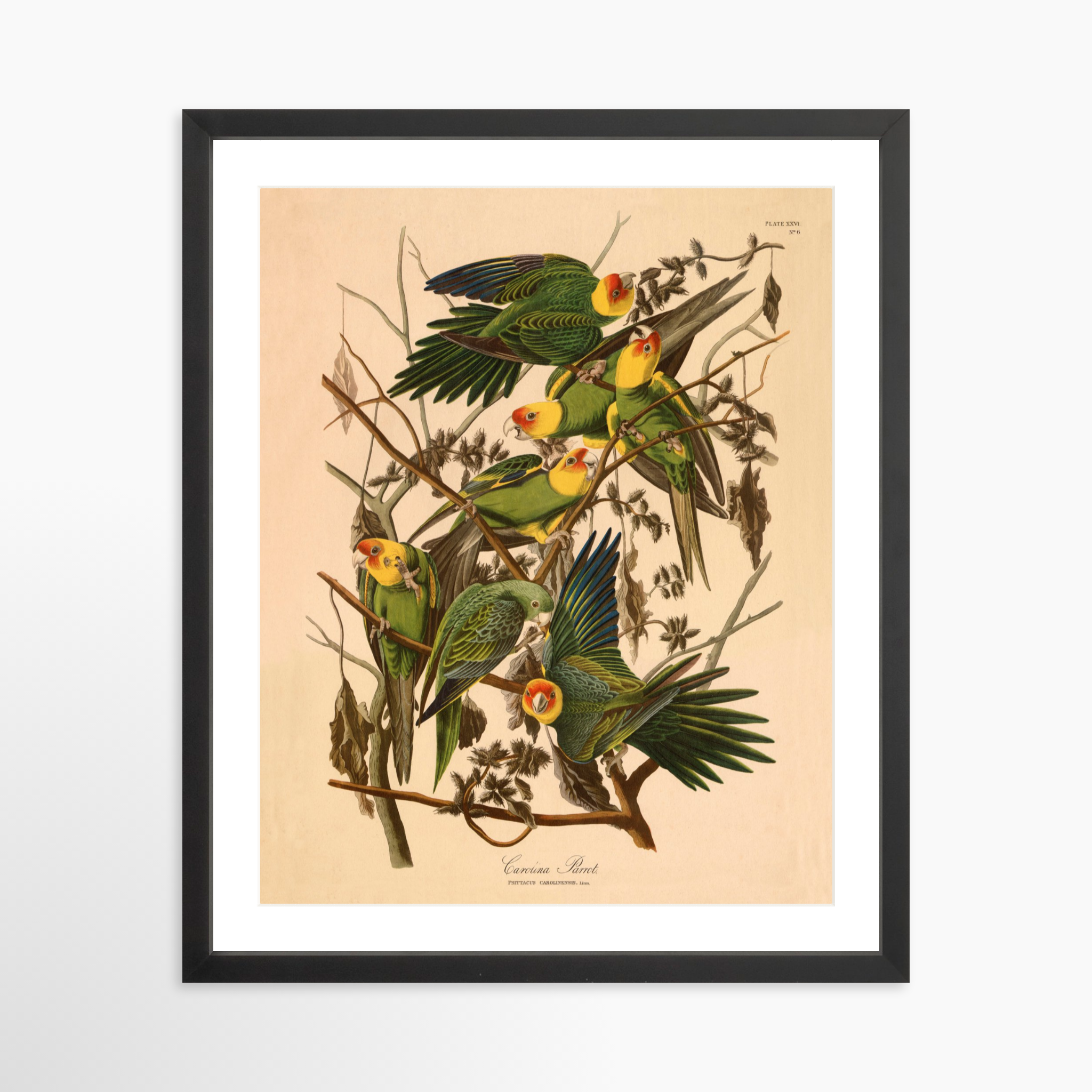 16x20 / Black Frame + White Mat