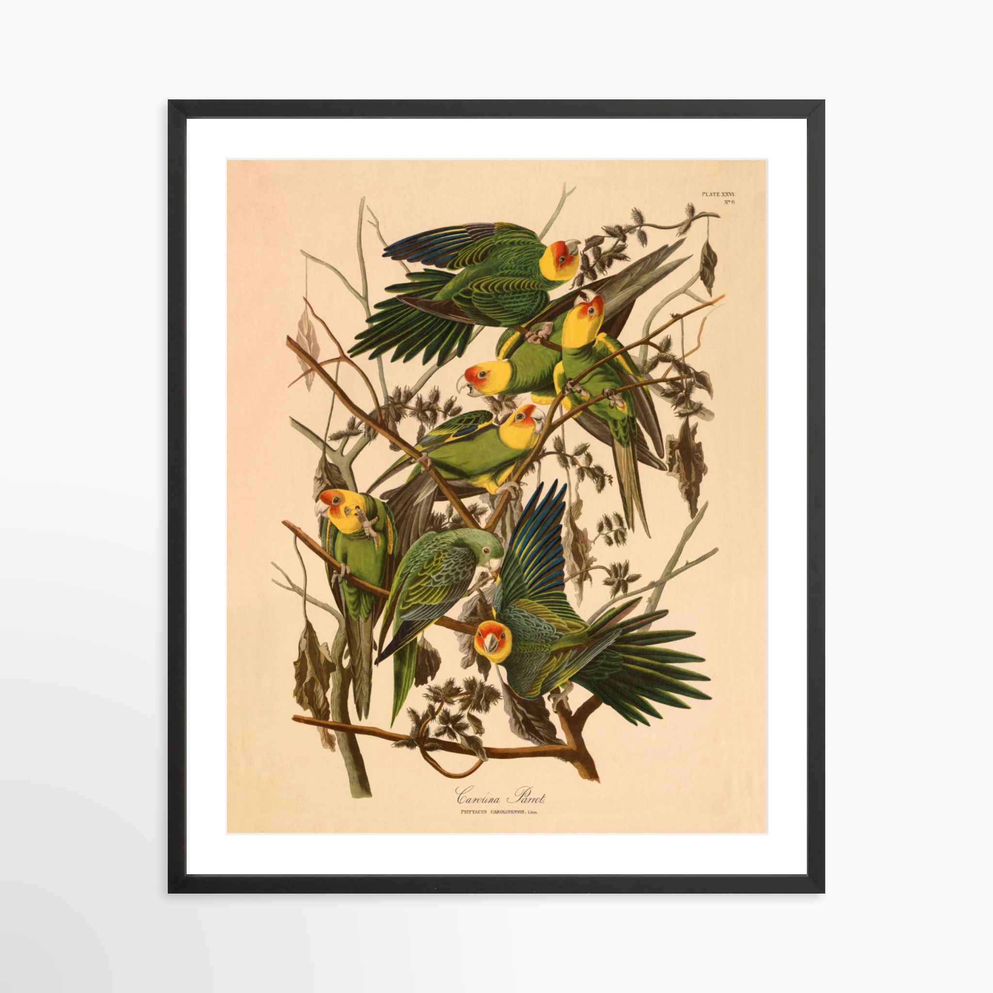 24x30 / Black Frame + White Mat