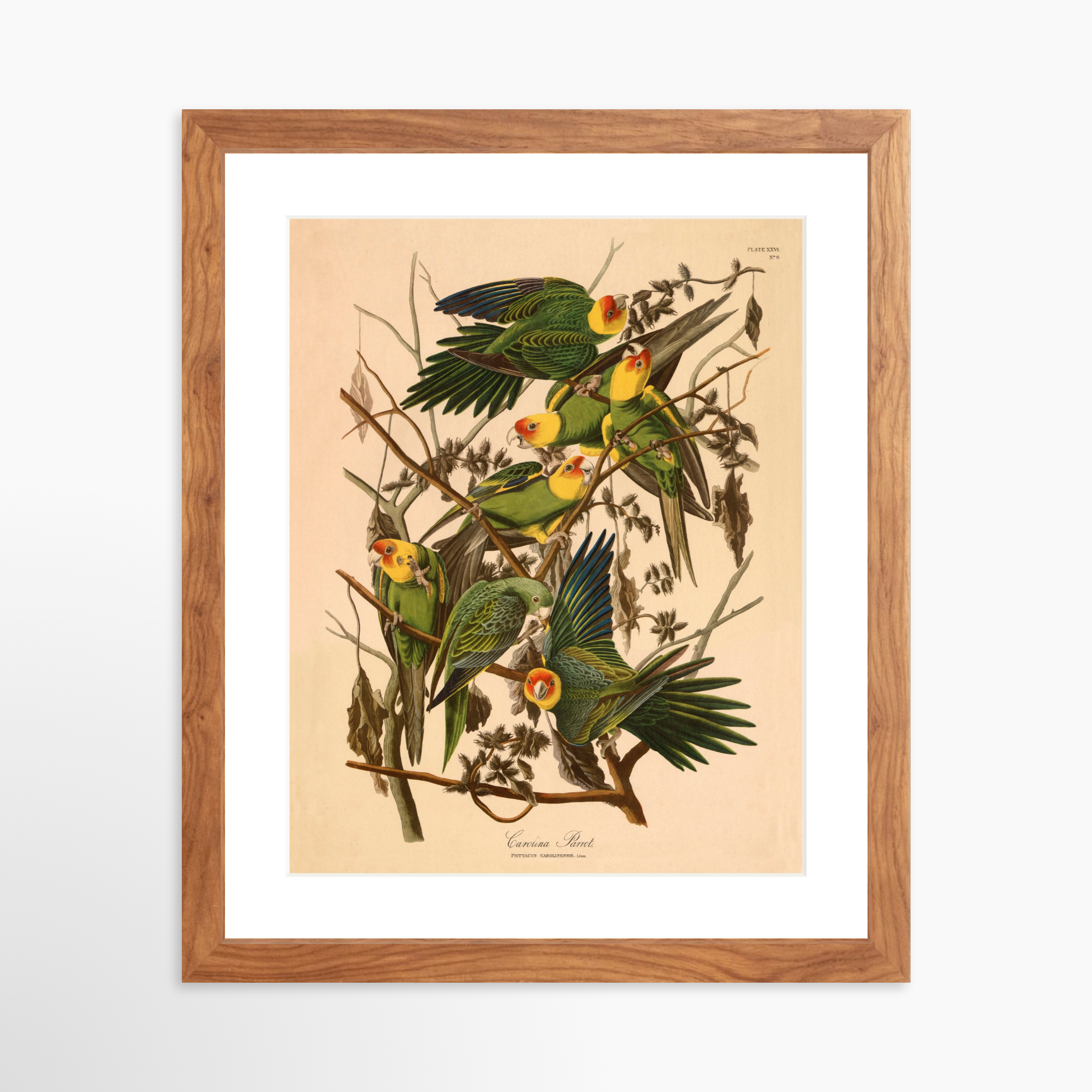 11x14 / Light Walnut Frame + White Mat