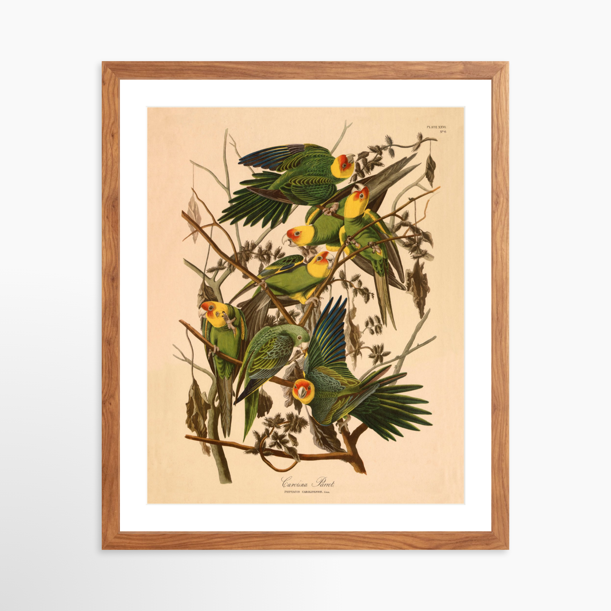 16x20 / Light Walnut Frame + White Mat