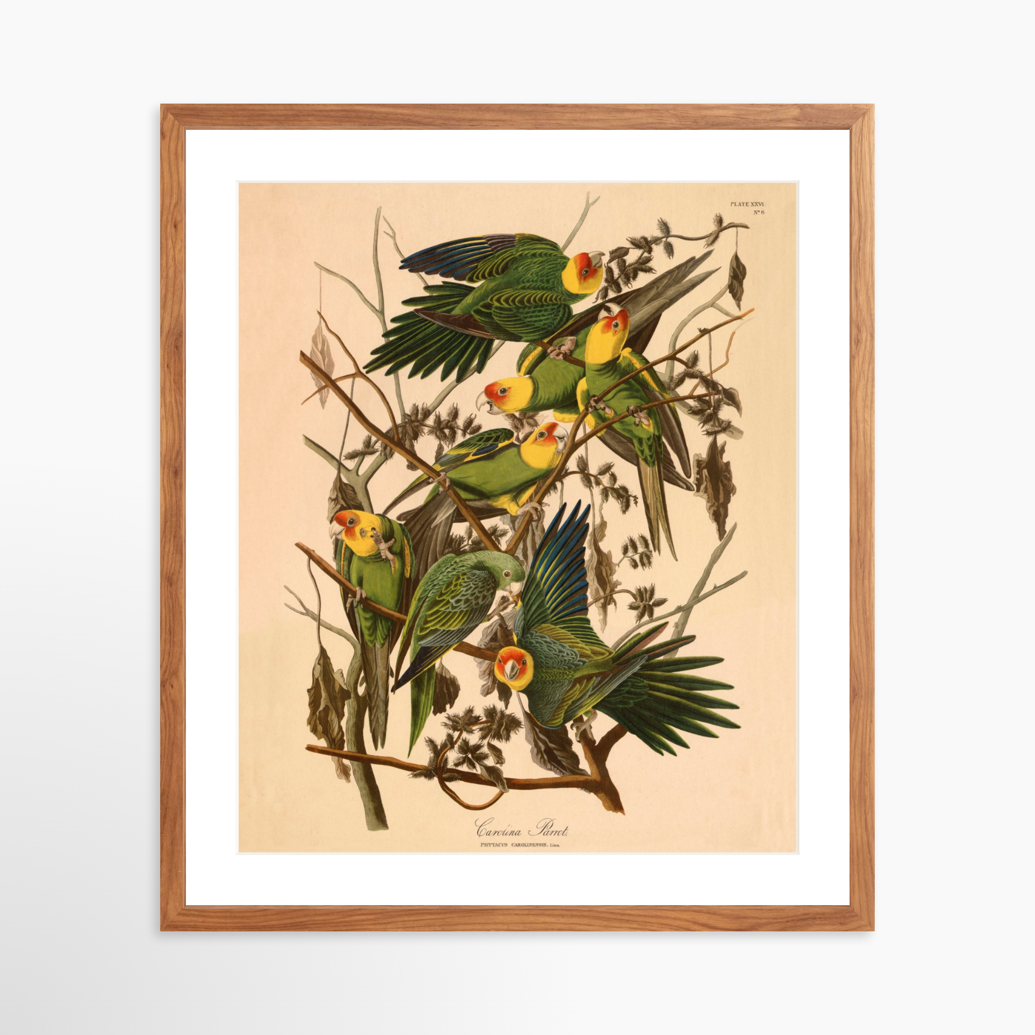 20x24 / Light Walnut Frame + White Mat