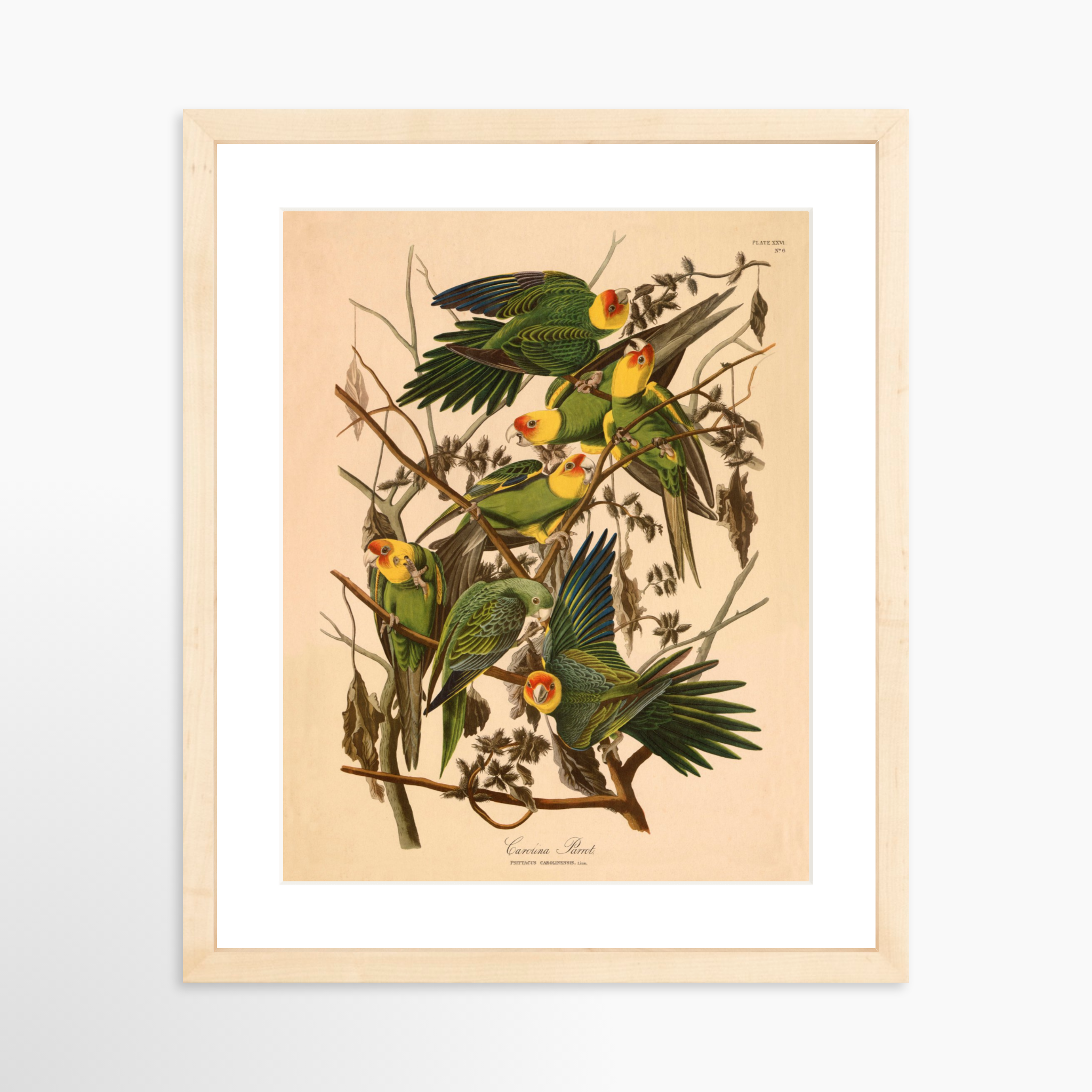 11x14 / Natural Frame + White Mat