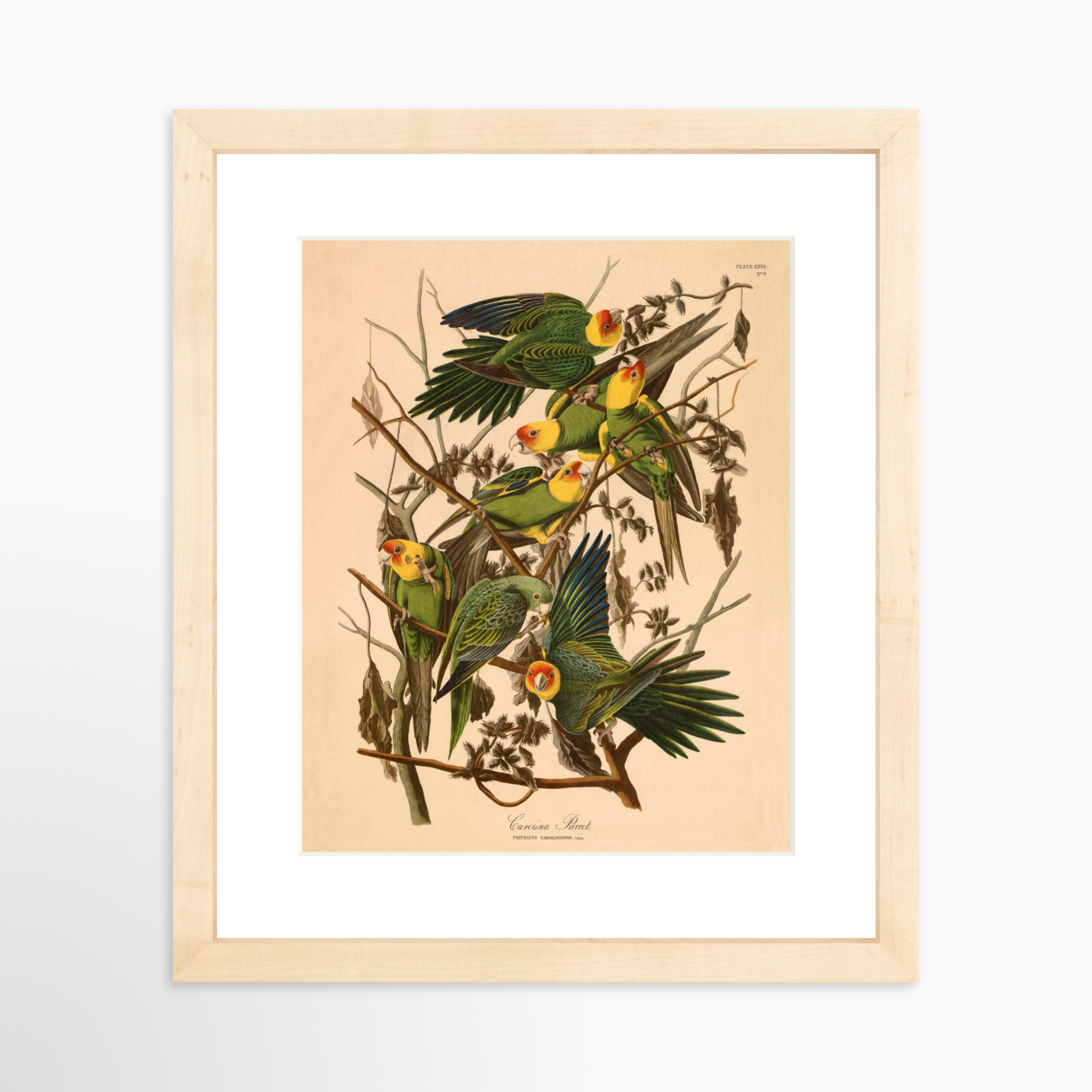 8x10 / Natural Frame + White Mat