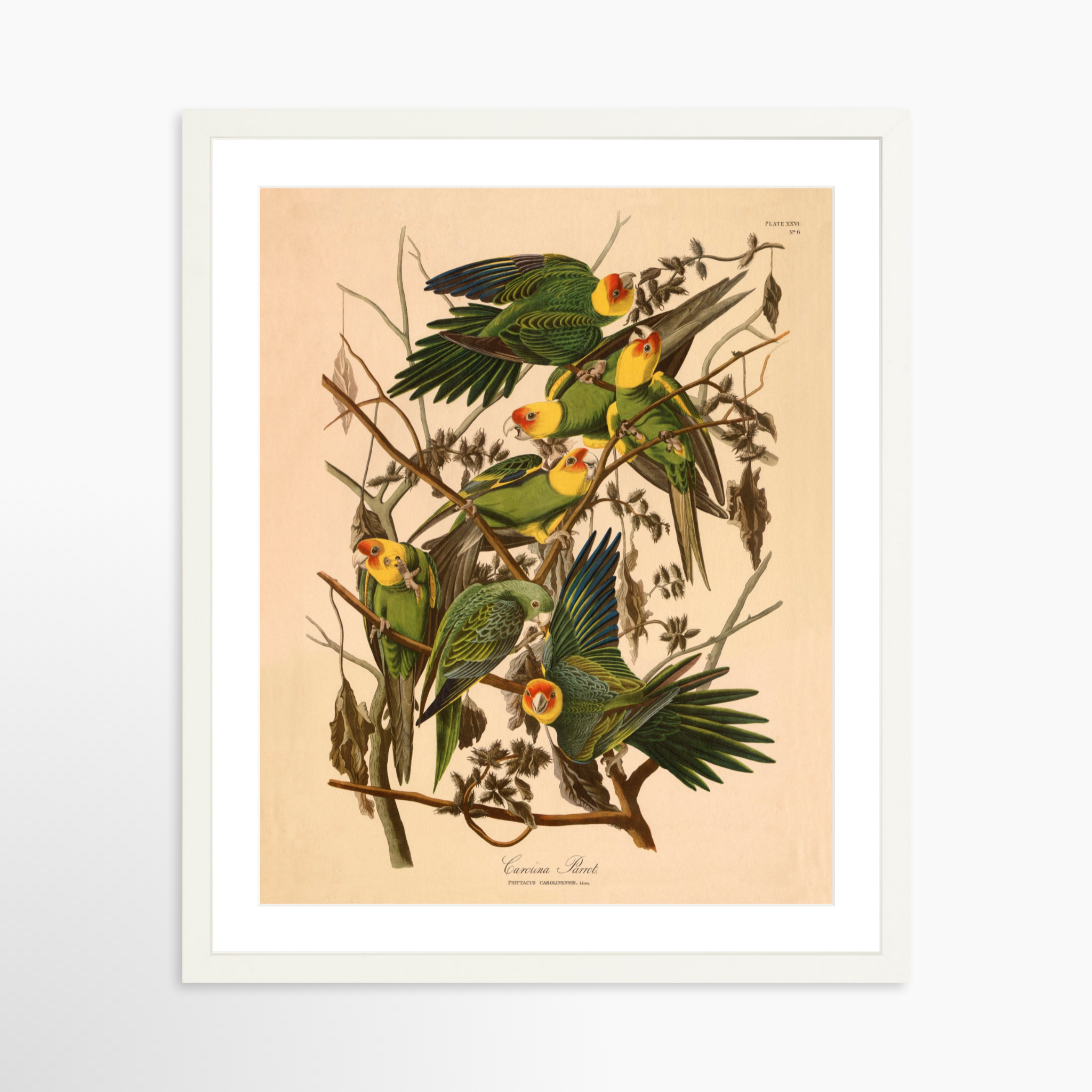 16x20 / White Frame + White Mat