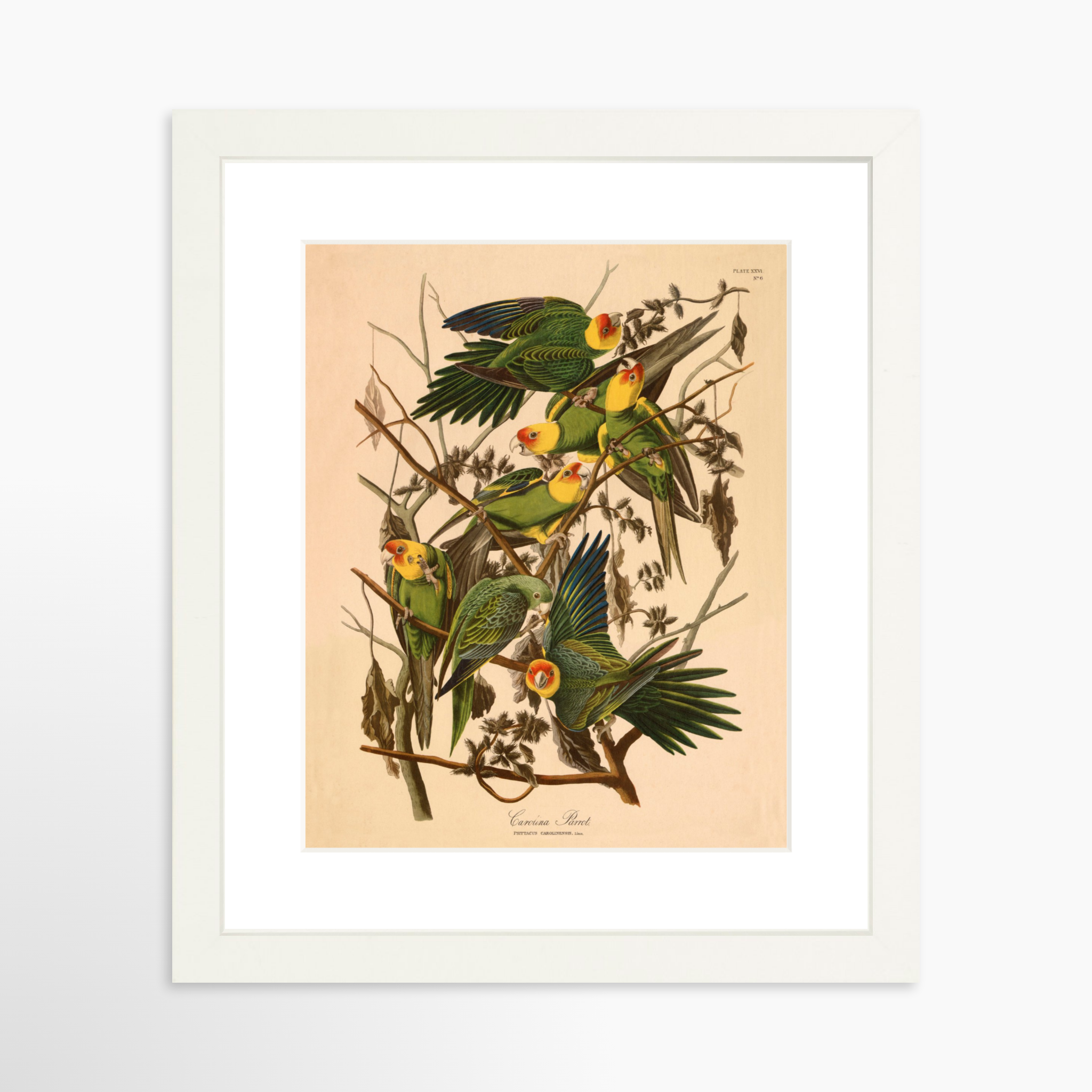 8x10 / White Frame + White Mat