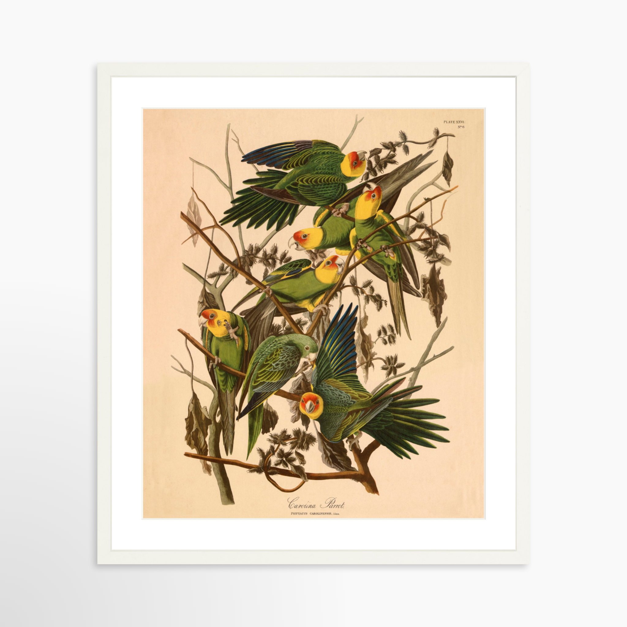 20x24 / White Frame + White Mat