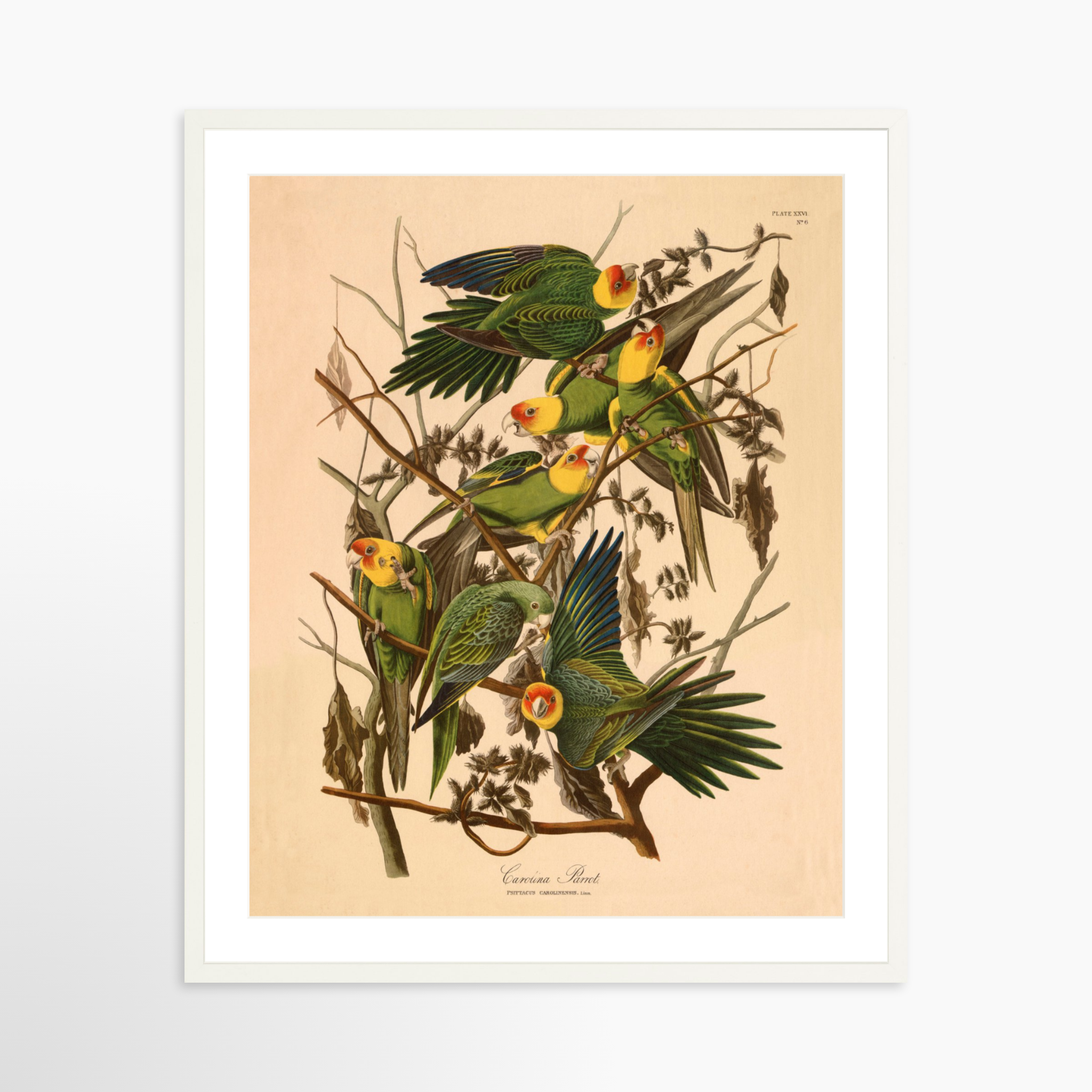 24x30 / White Frame + White Mat