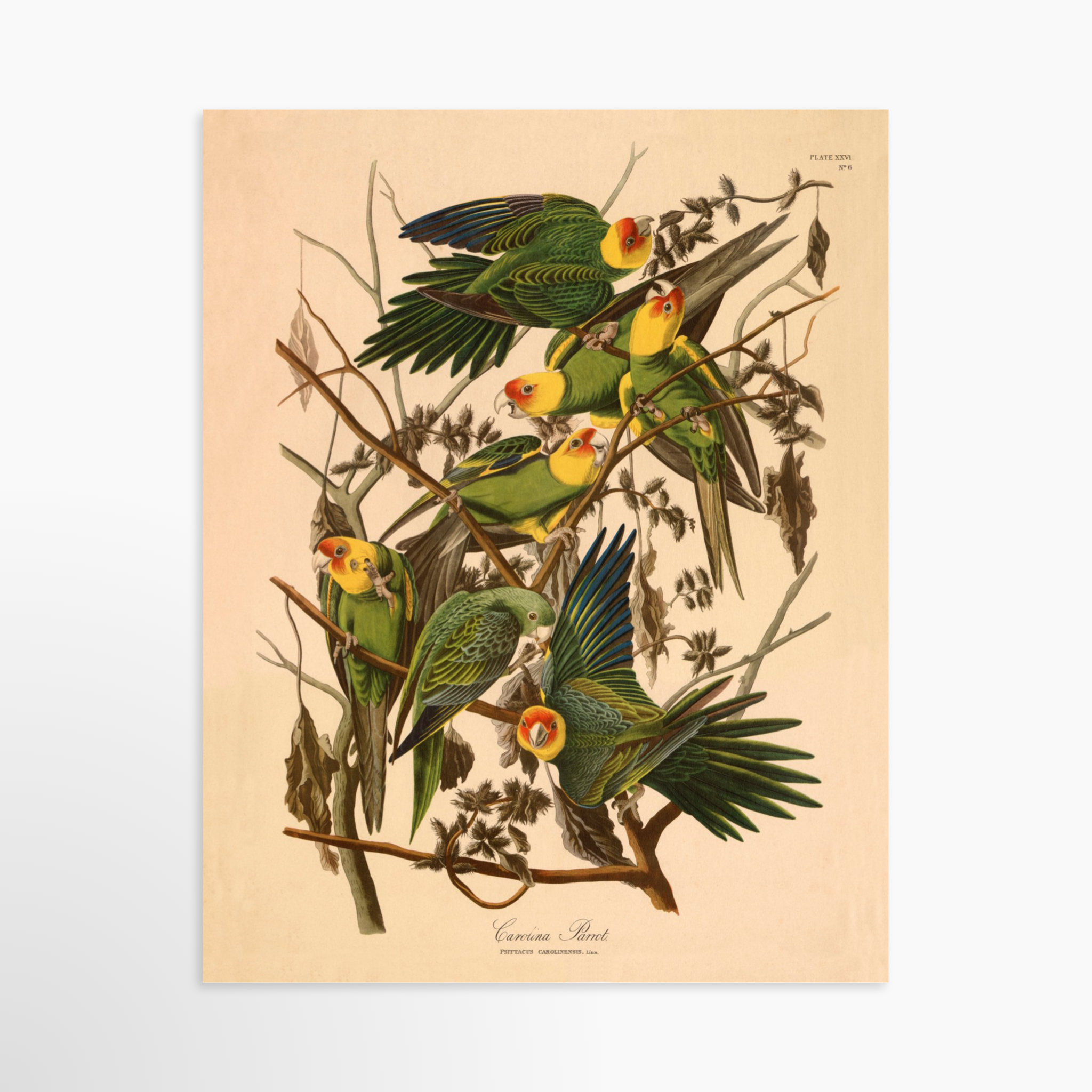 11x14 / Unframed Art Print