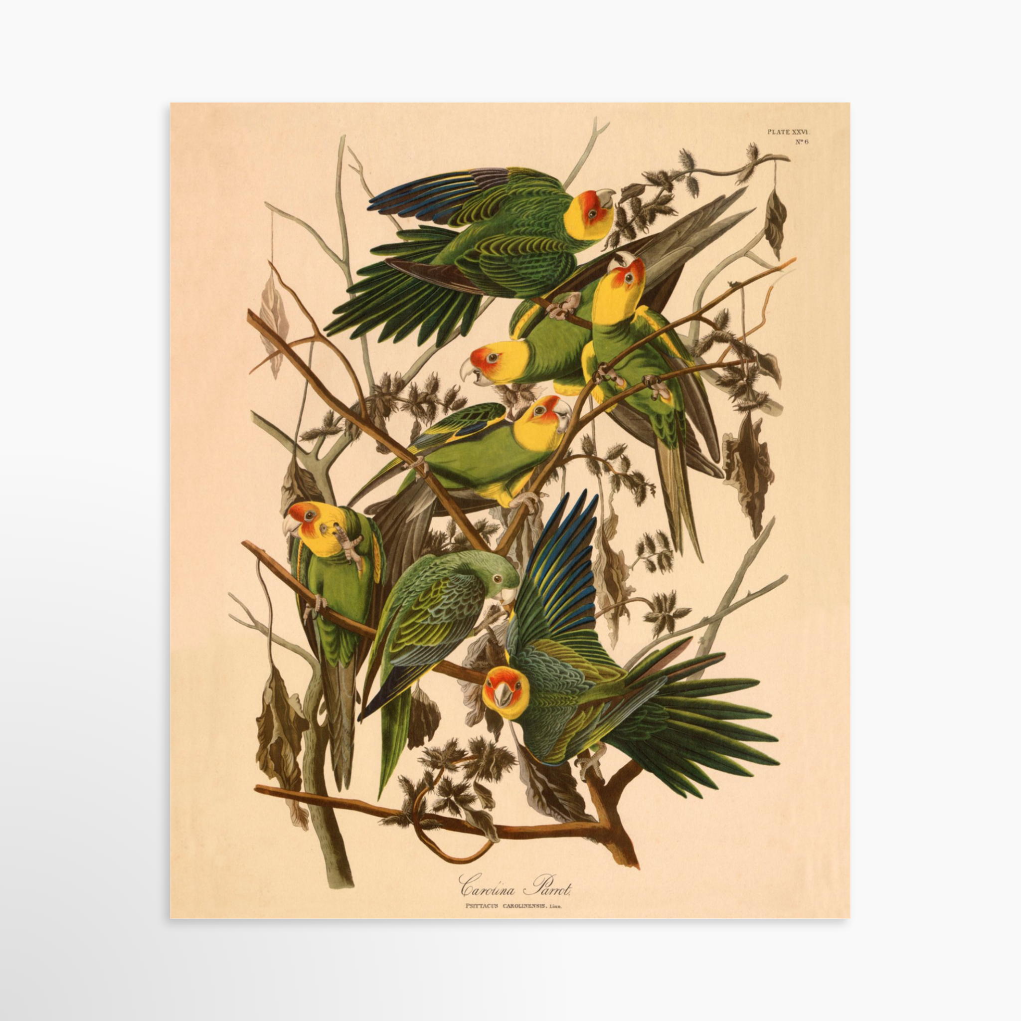 20x24 / Unframed Art Print