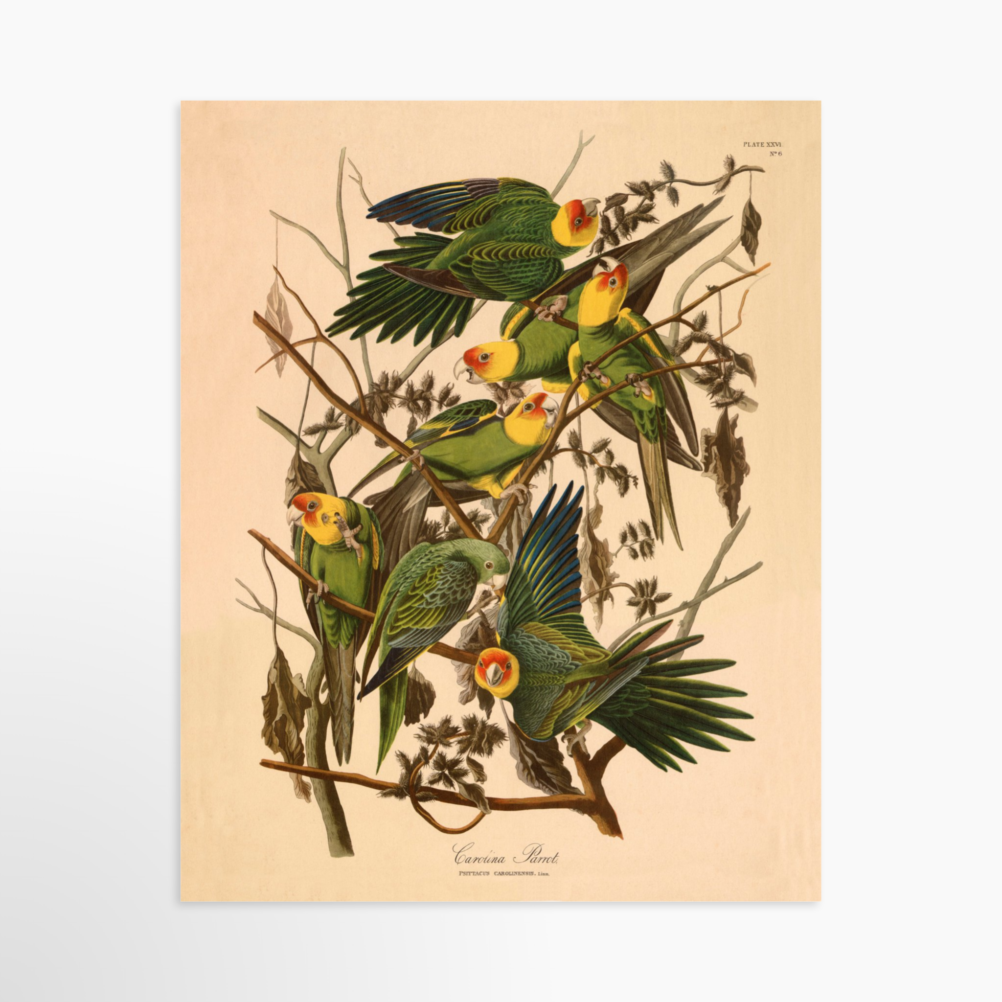 8x10 / Unframed Art Print