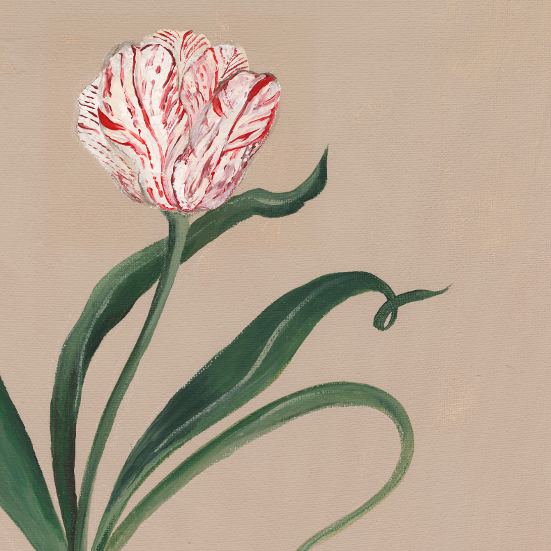 Rembrandt Tulip Canvas Wall Art . Rectangle Vertical