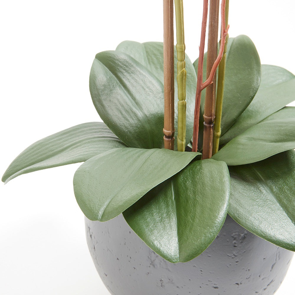 Artificial White Double Stem Orchid