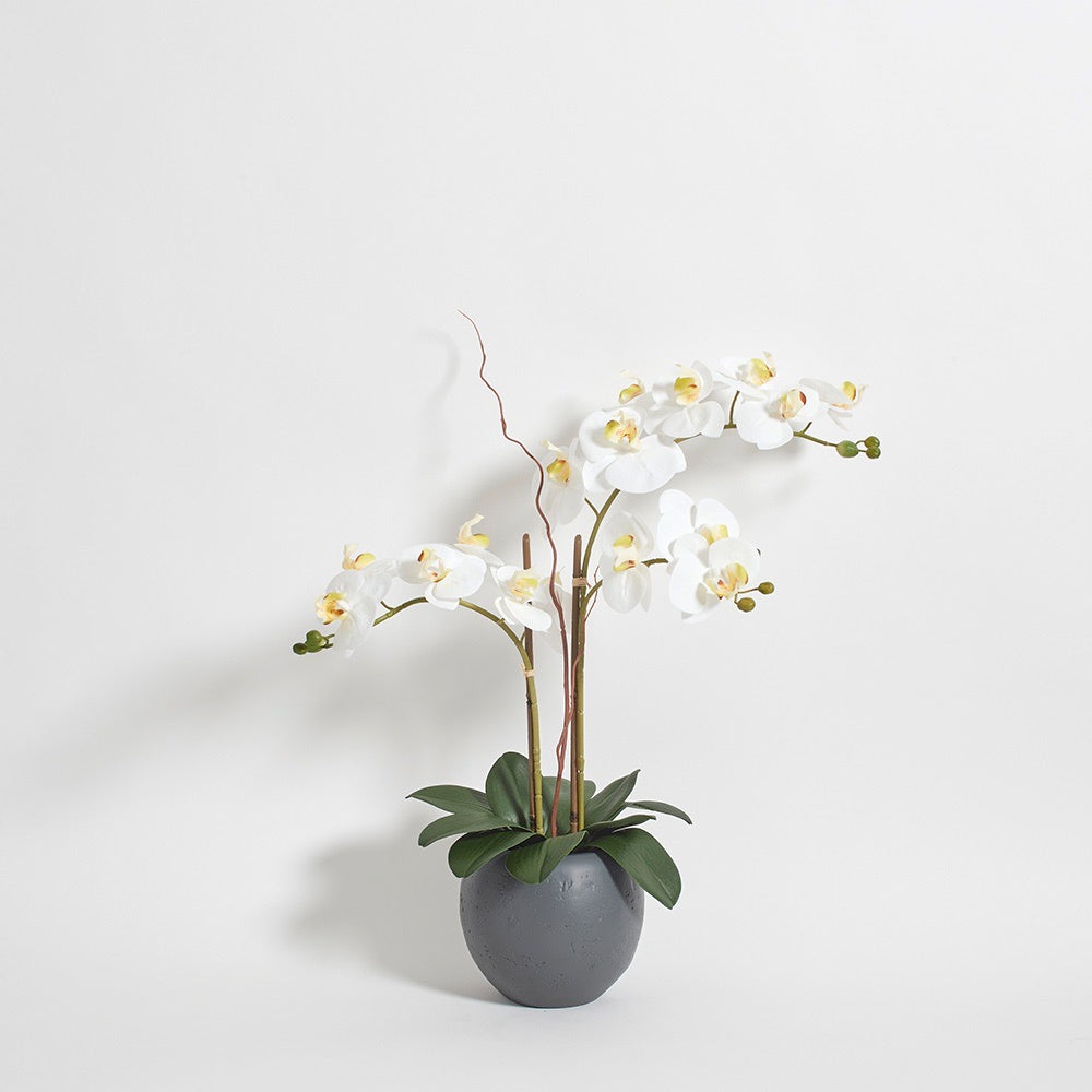 25" Lifelike Artificial White Double Stem Orchid Plant in Modern Grey Pot