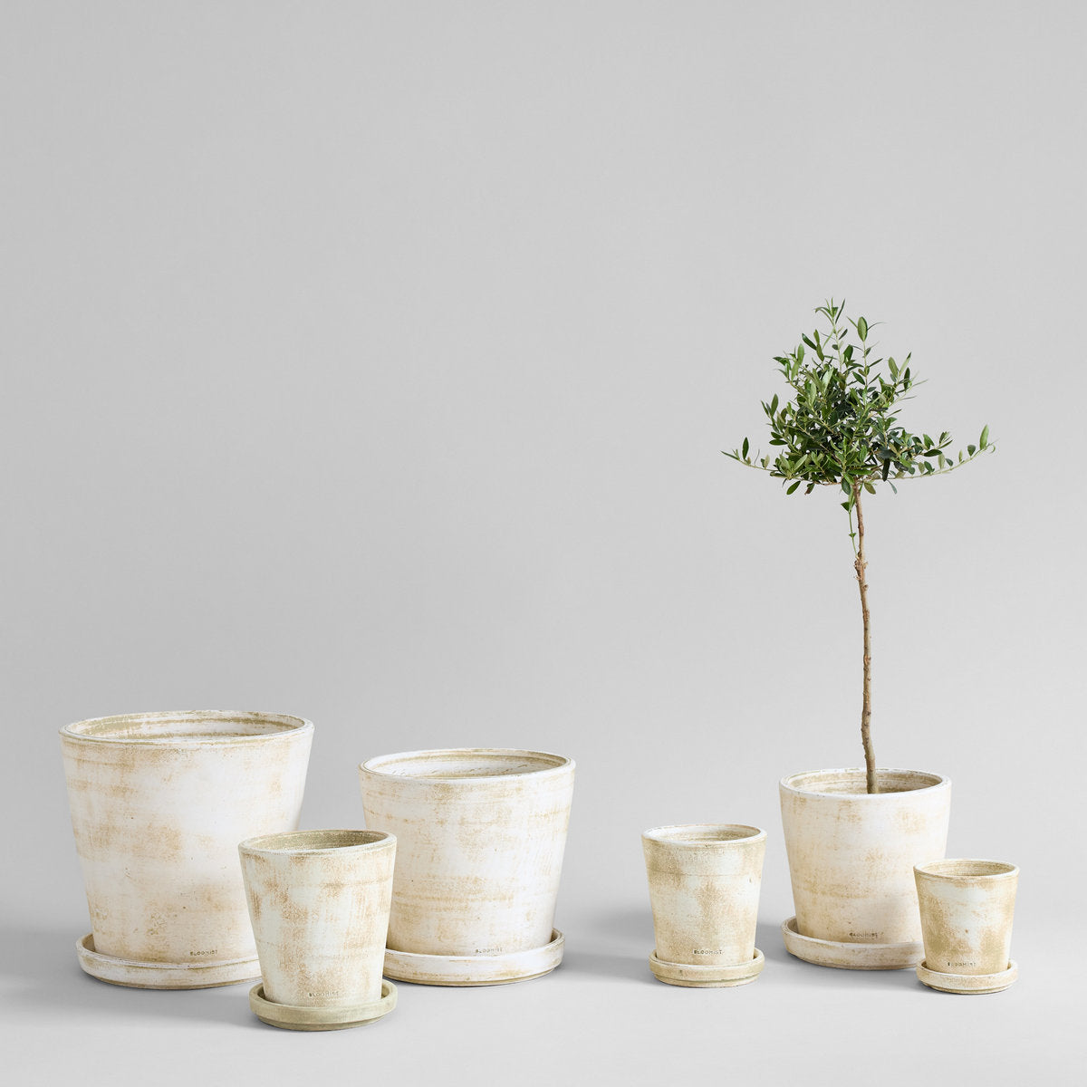 dehner gartencenter olivenbaum Olivenbaum kaufen | Olea europaea