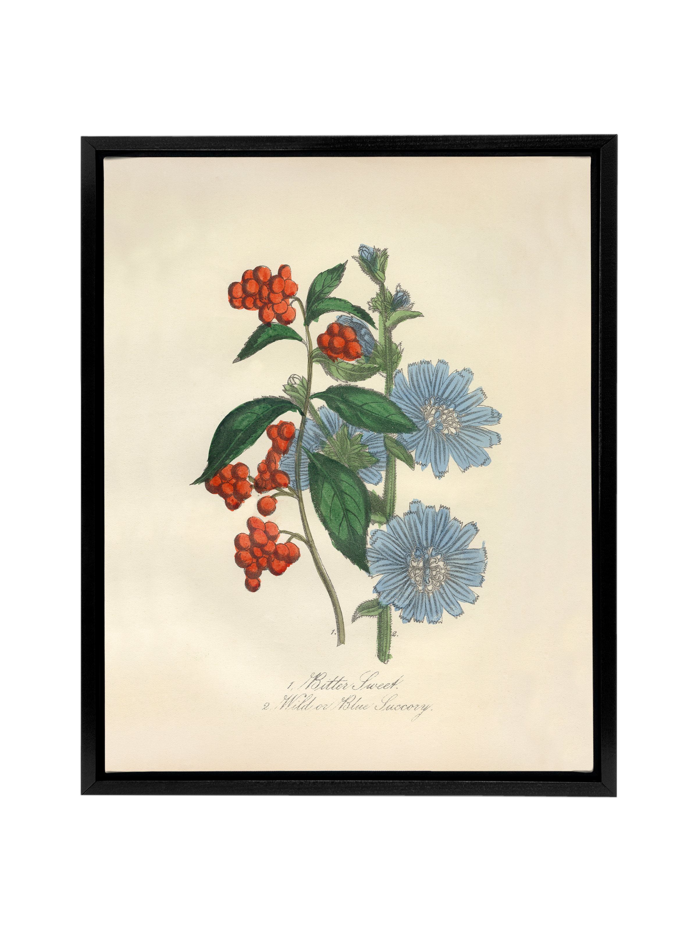 Bittersweet & Wild Chicory | Canvas