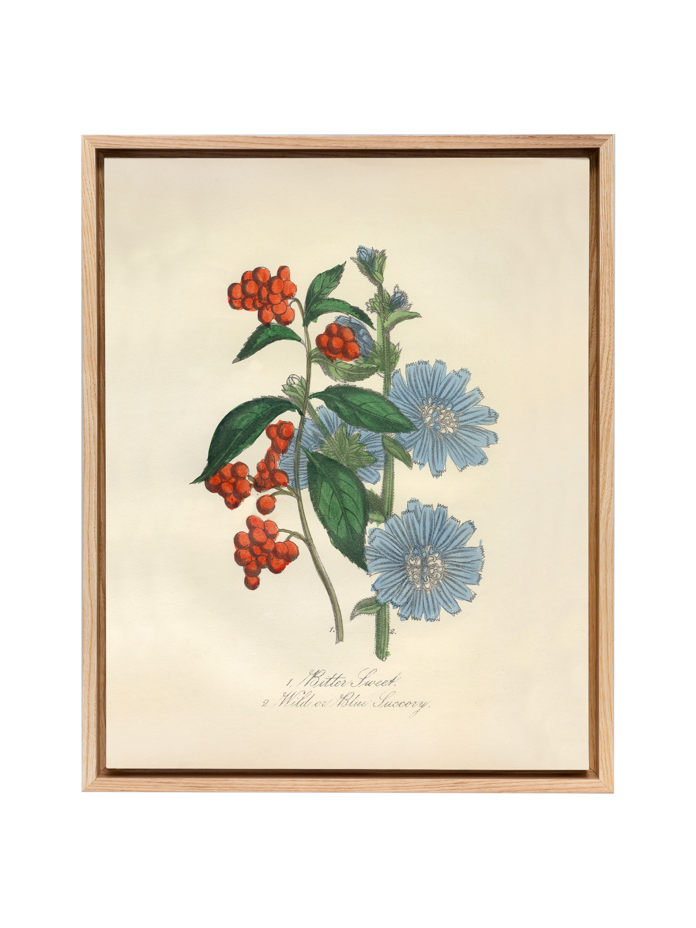 Bittersweet & Wild Chicory | Canvas