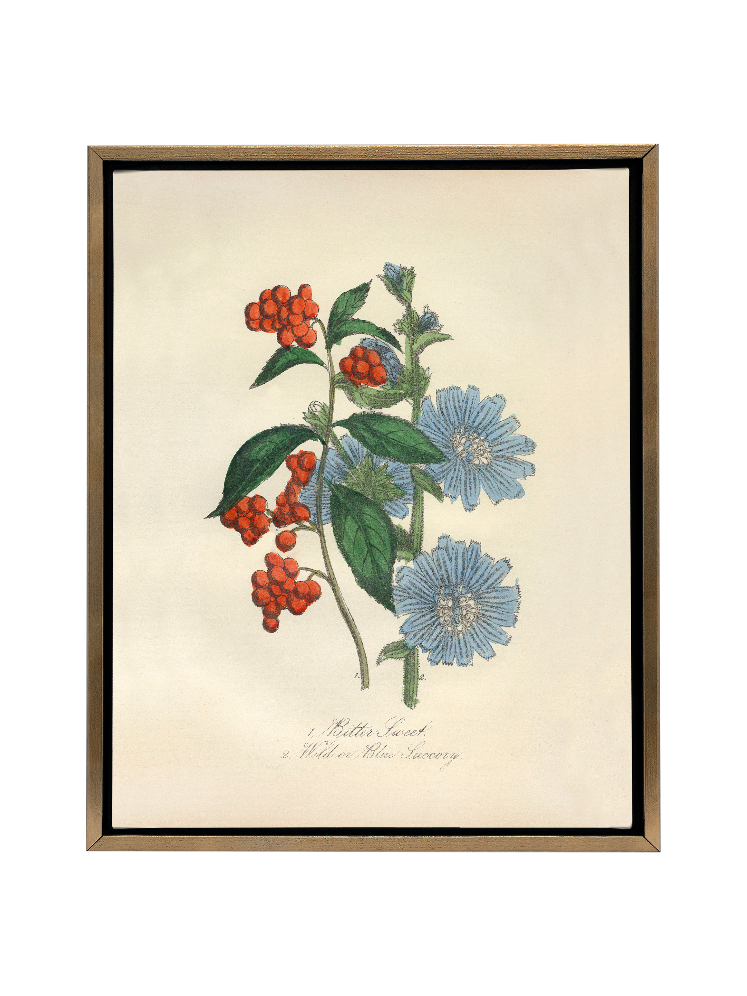 Bittersweet & Wild Chicory | Canvas