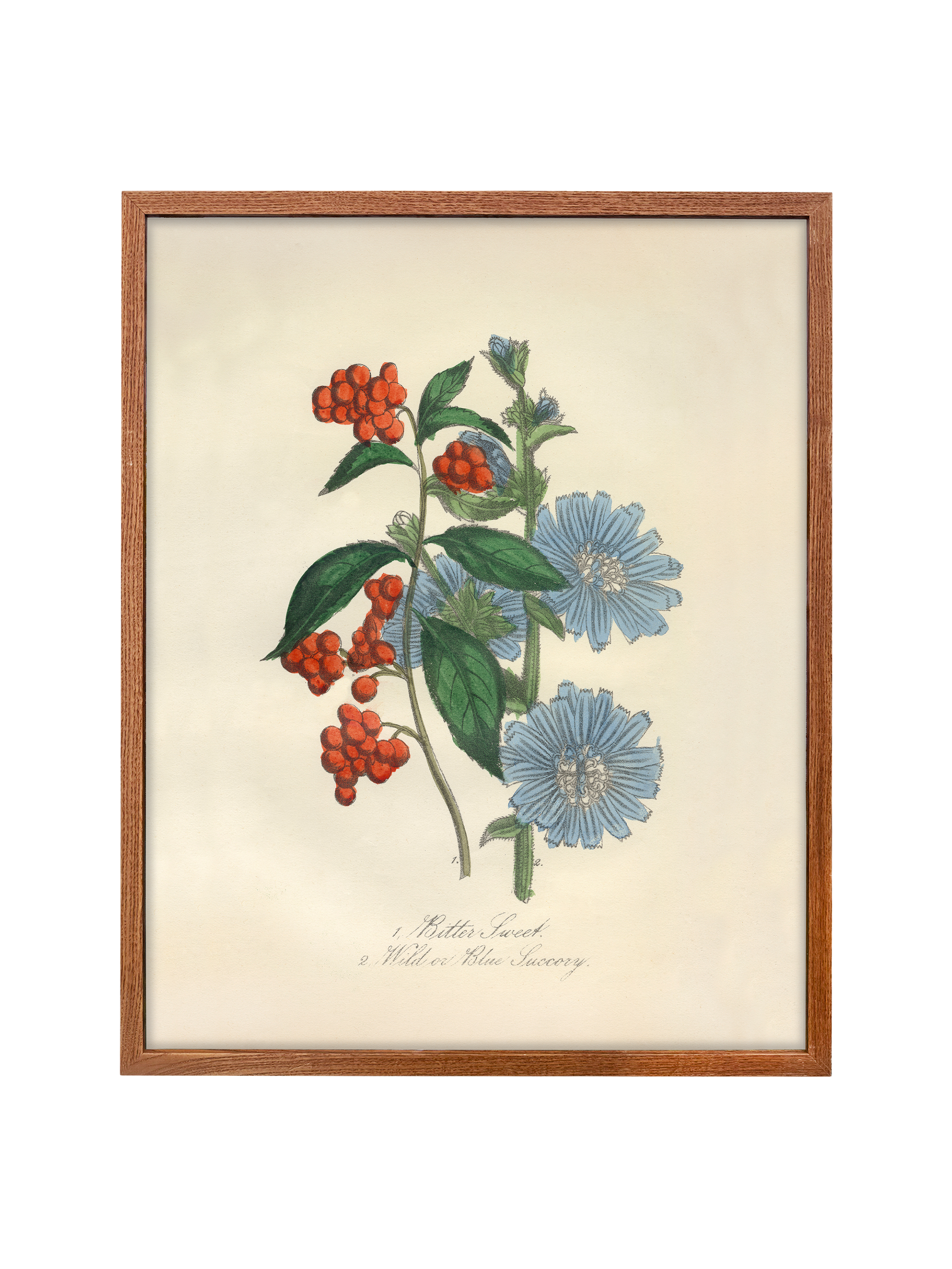 Bittersweet & Wild Chicory | Canvas