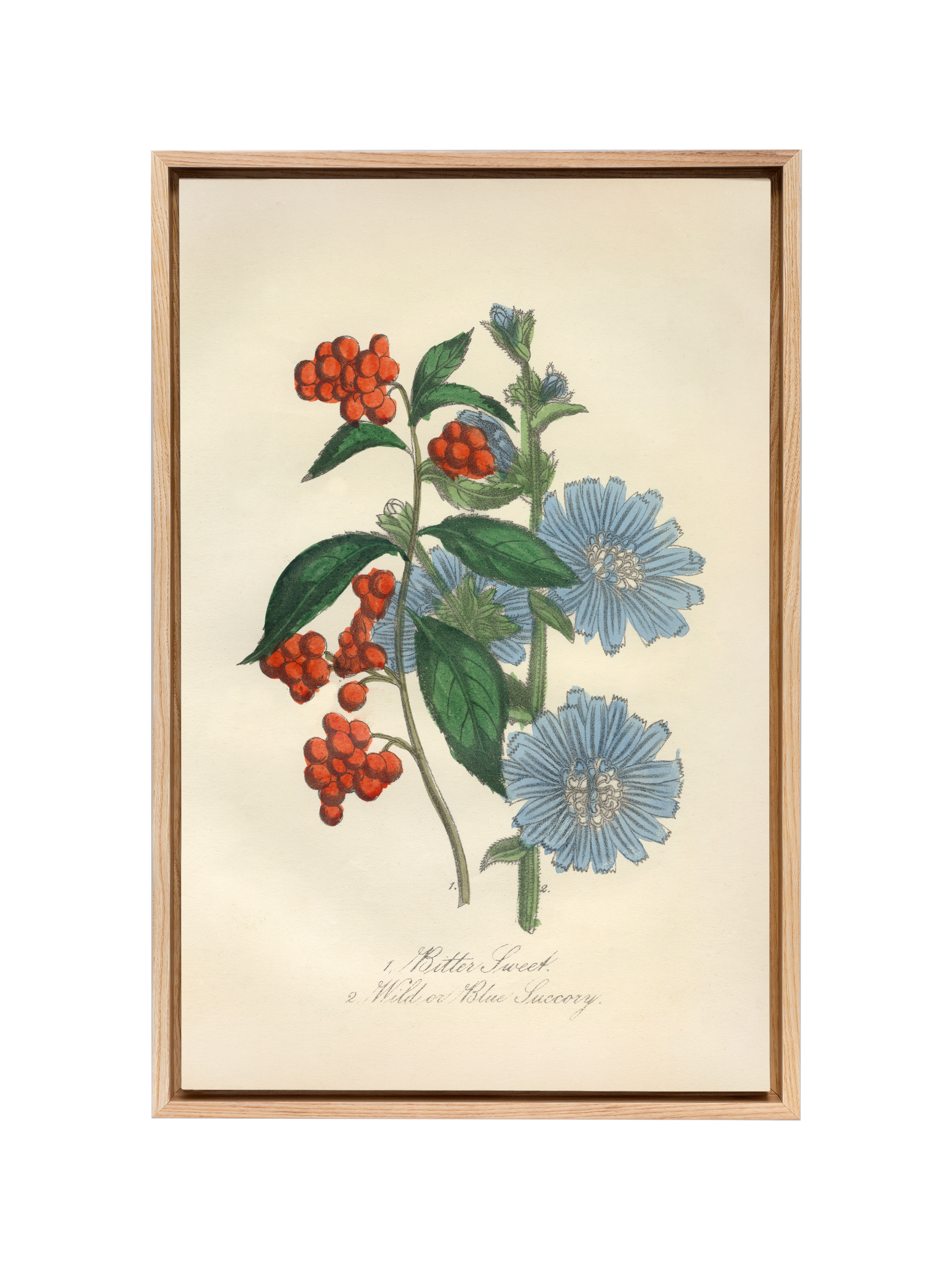 Bittersweet & Wild Chicory | Canvas