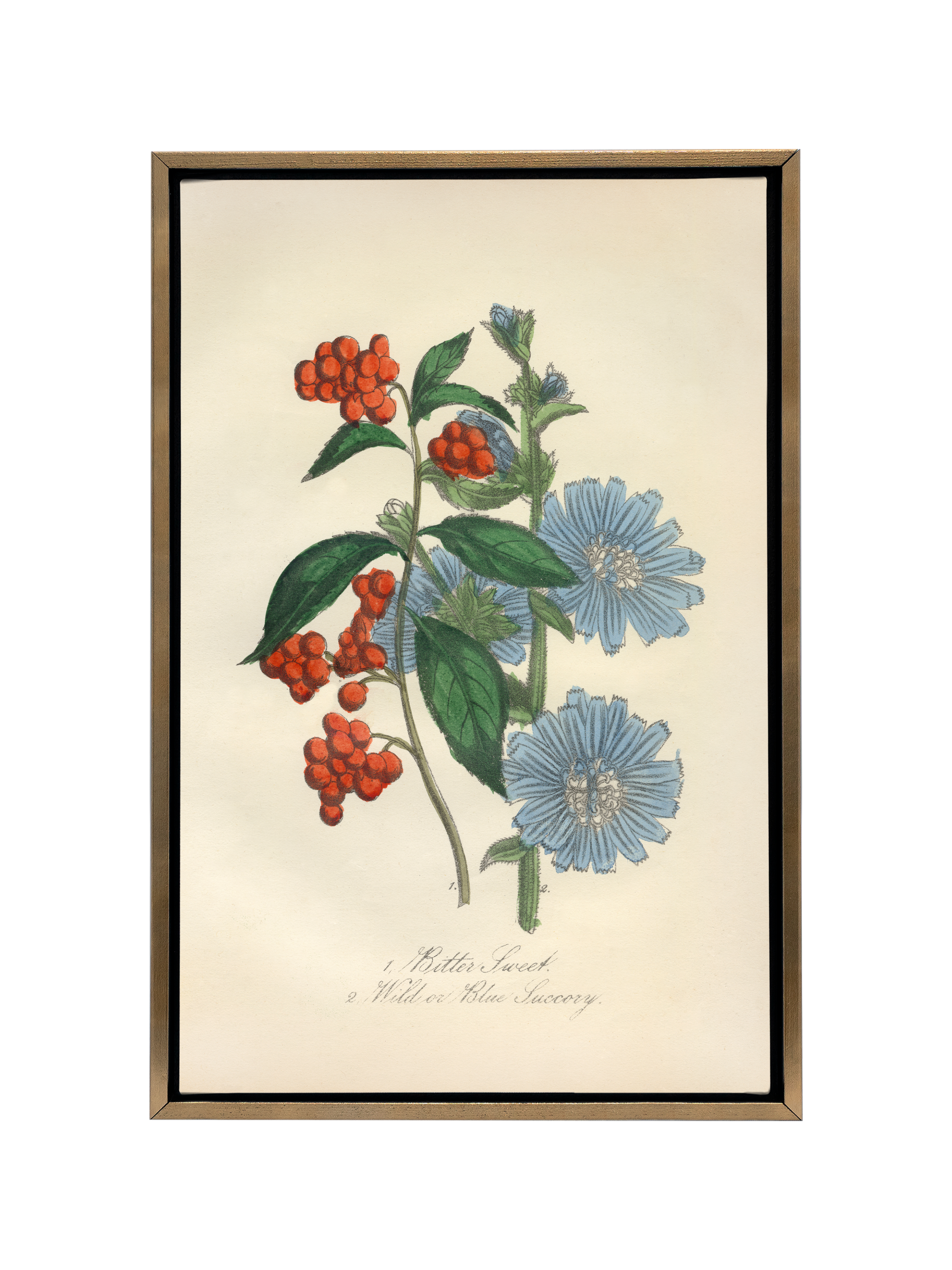 Bittersweet & Wild Chicory | Canvas