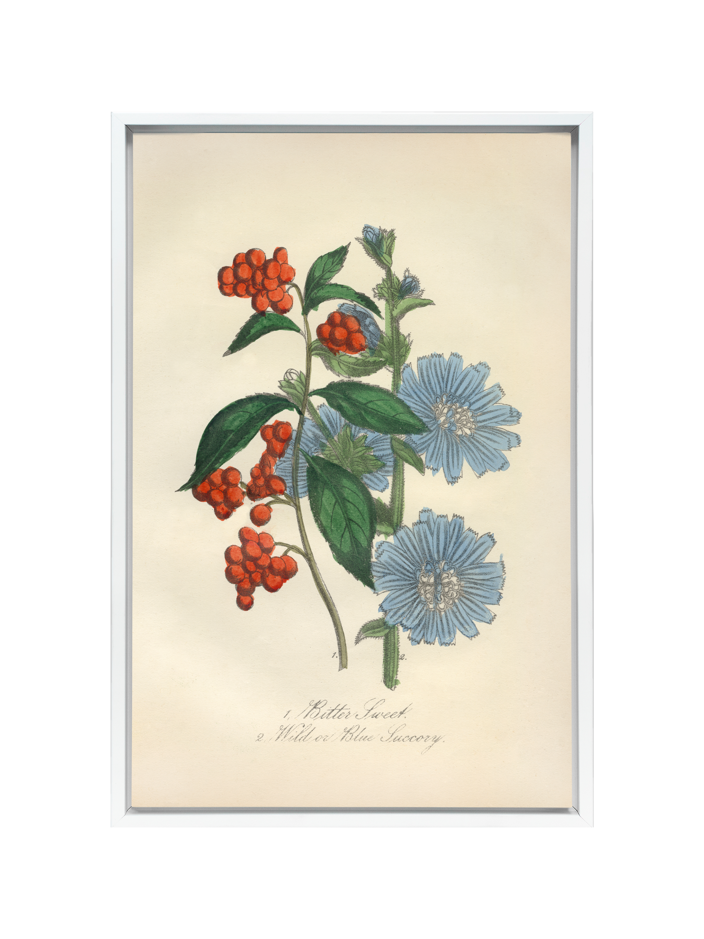 Bittersweet & Wild Chicory | Canvas